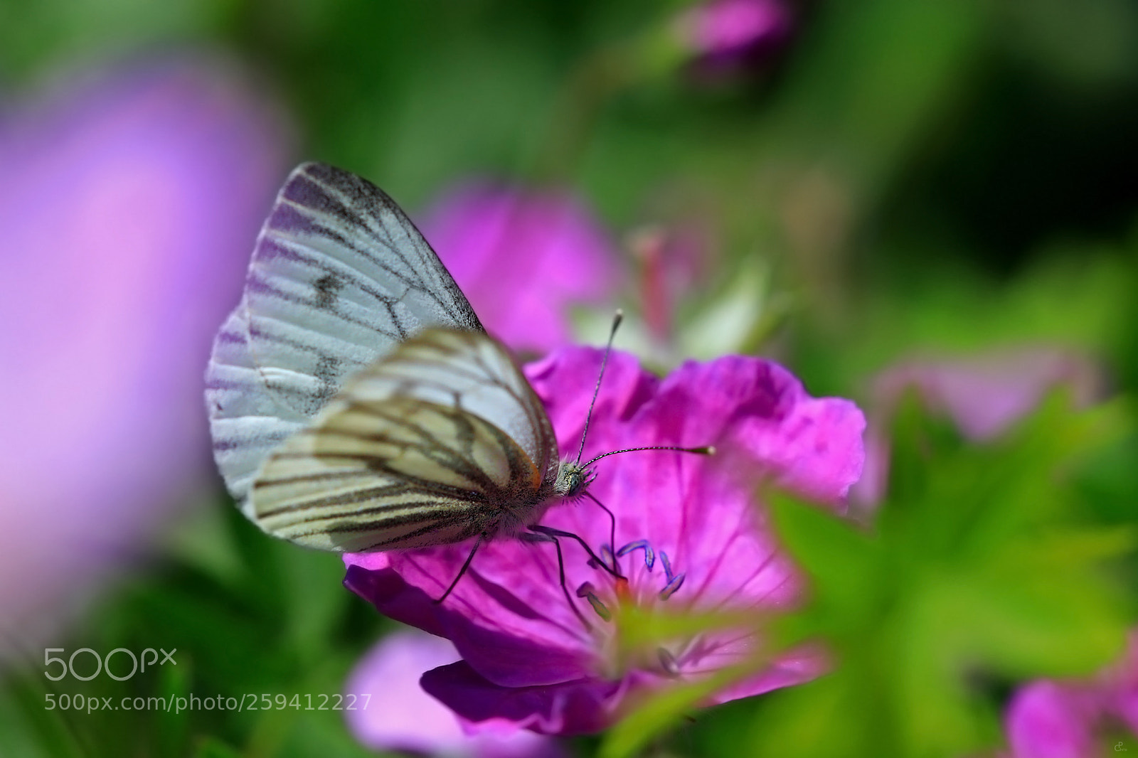 Canon EOS 5D Mark IV sample photo. Colorful... photography