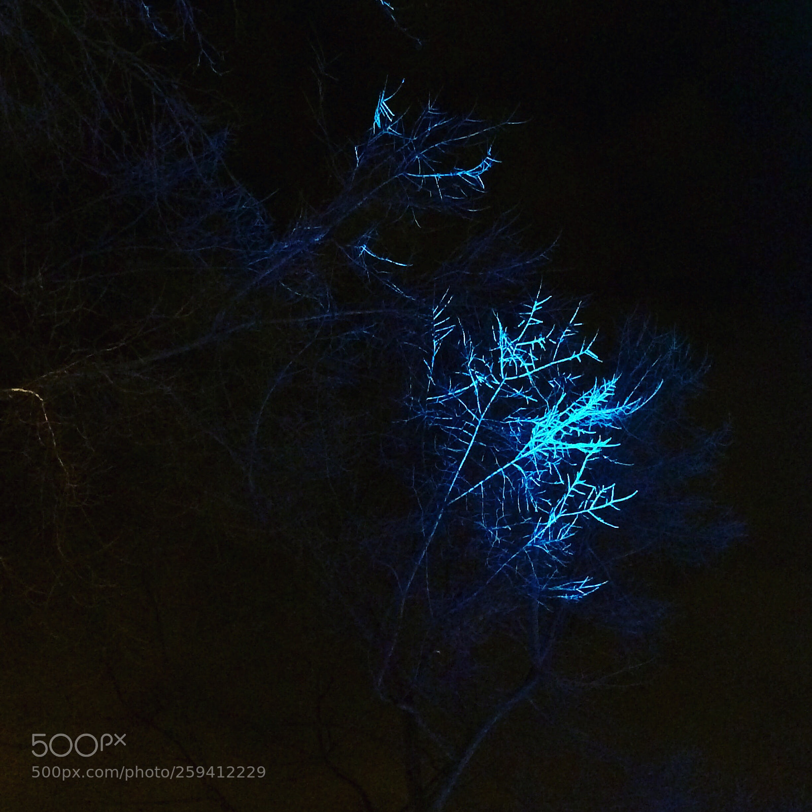 Apple iPhone 5s sample photo. L’herbe bleue  photography