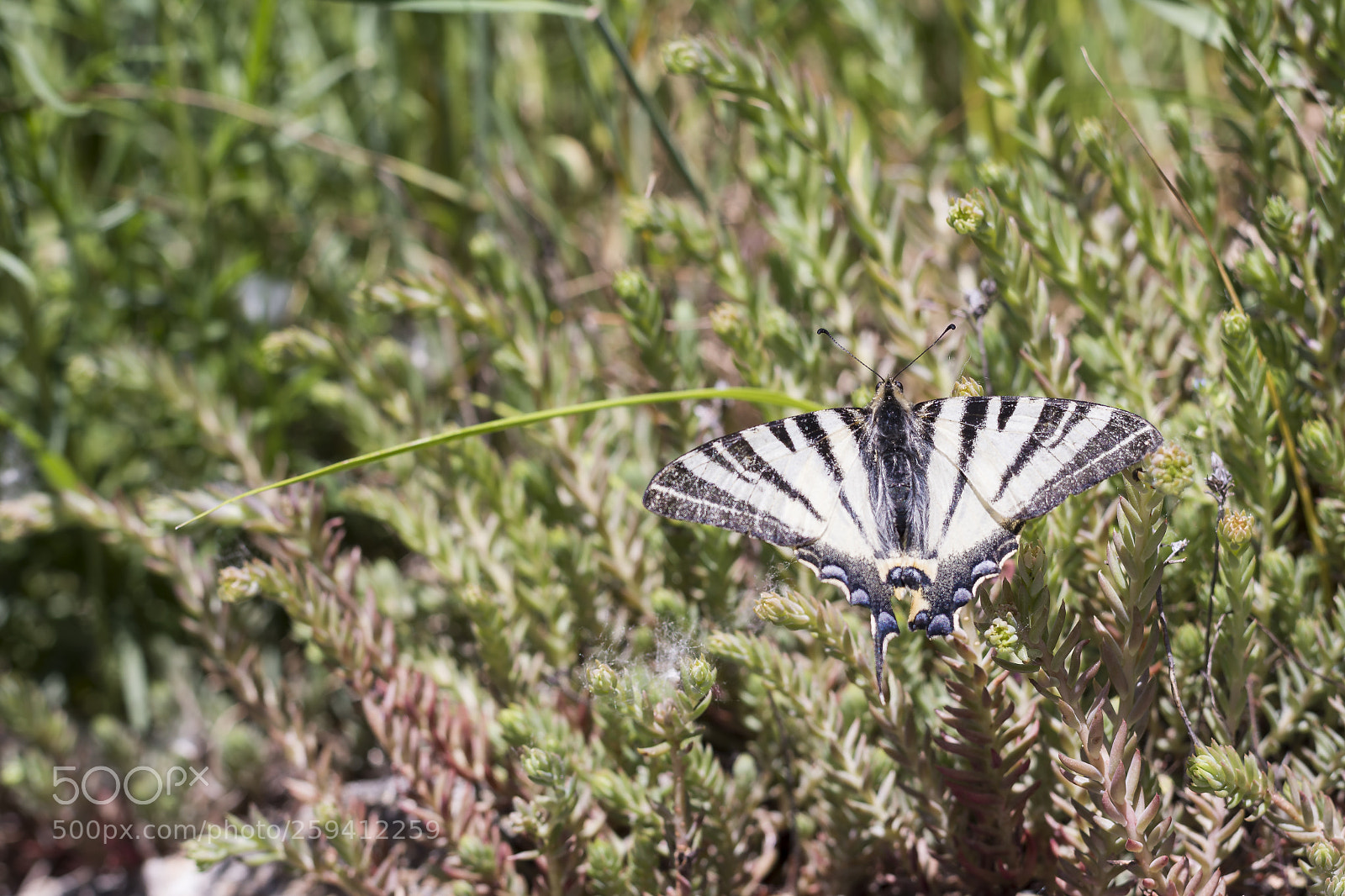 Nikon D7200 sample photo. Butterfly photography