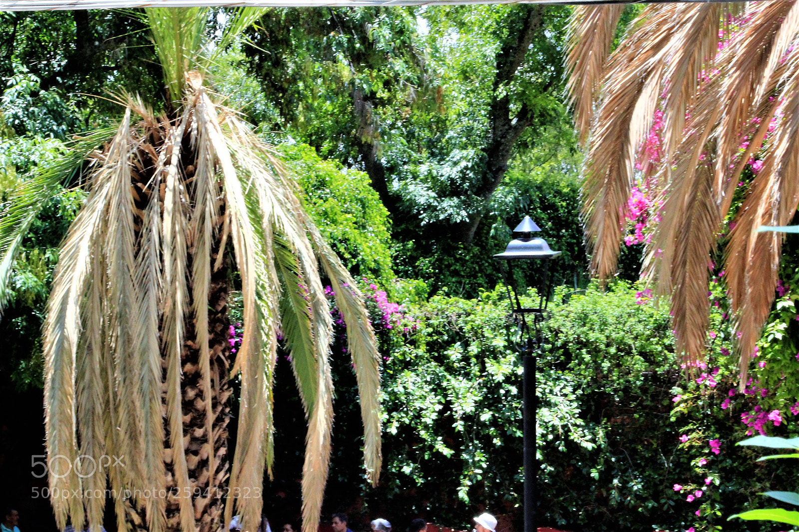 Canon EOS 1300D (EOS Rebel T6 / EOS Kiss X80) sample photo. Palms and other colored photography