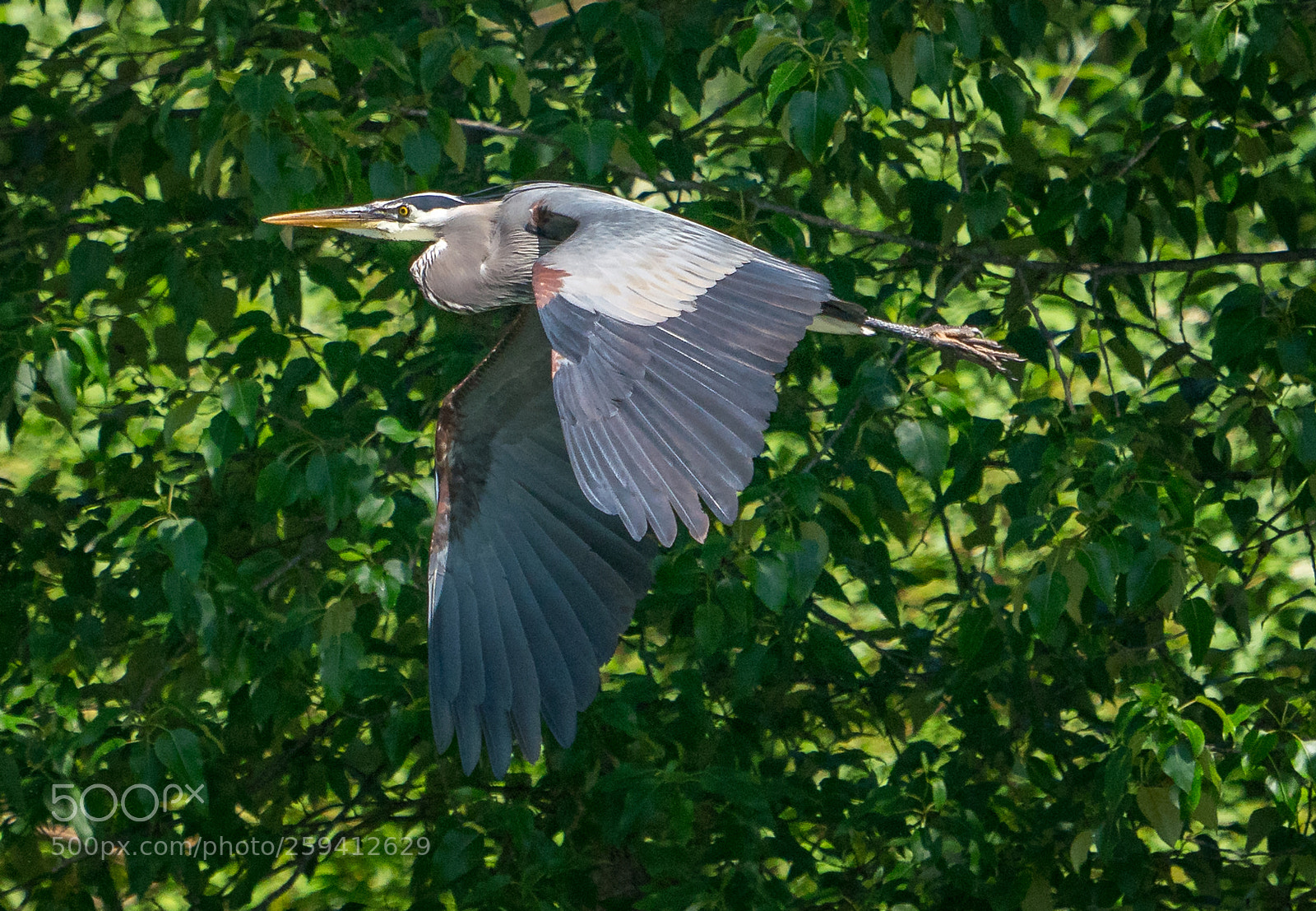 Sony a9 sample photo. Fly-by photography