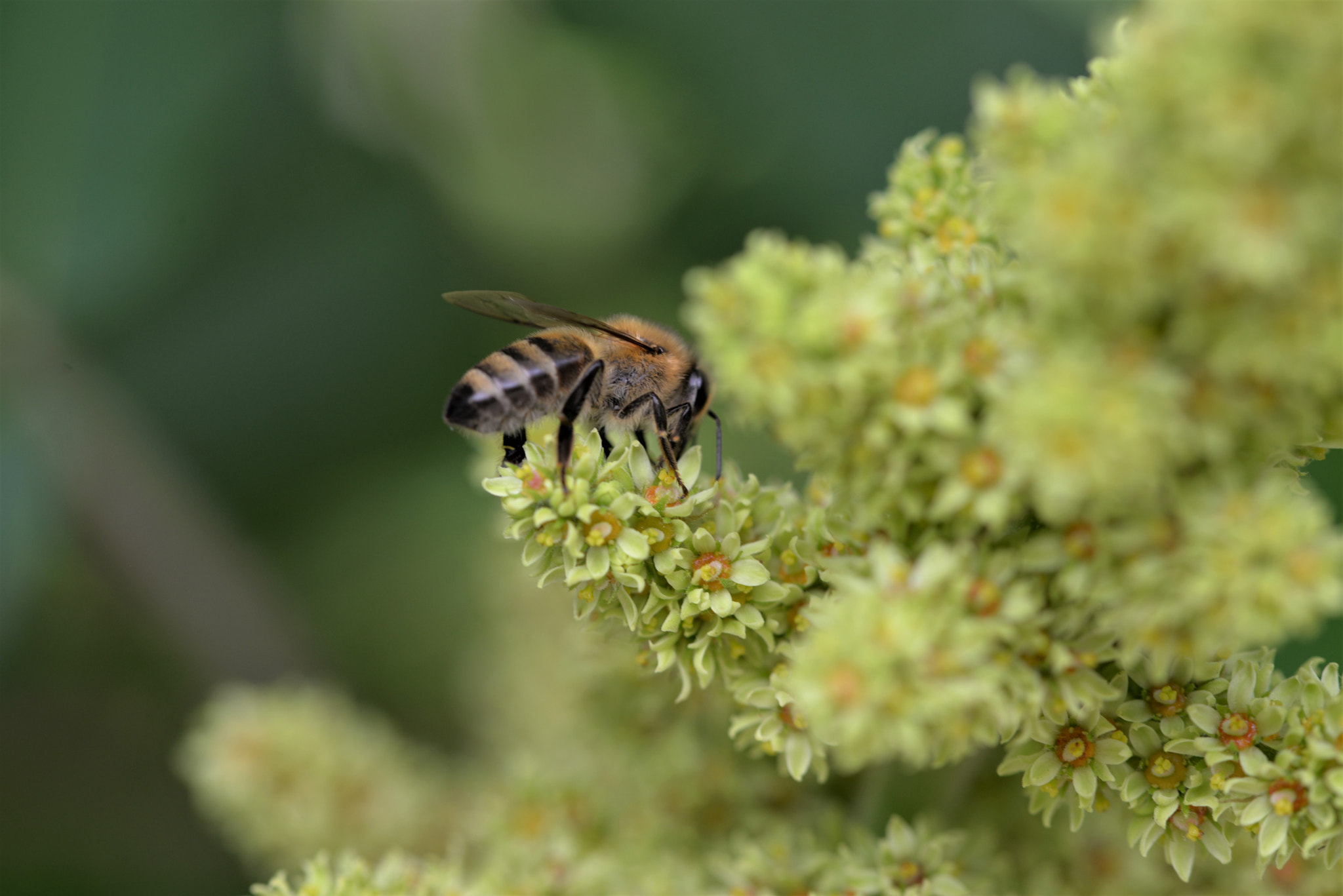Sigma 105mm F2.8 EX DG OS HSM sample photo