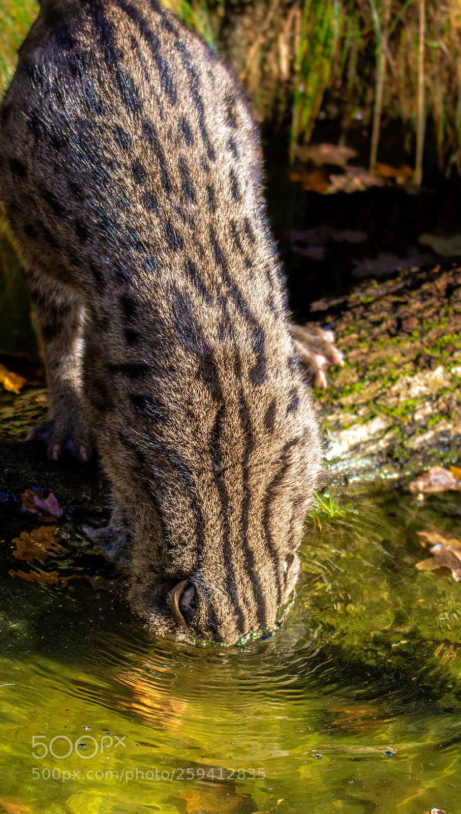 Nikon D7100 sample photo. Submerged... photography