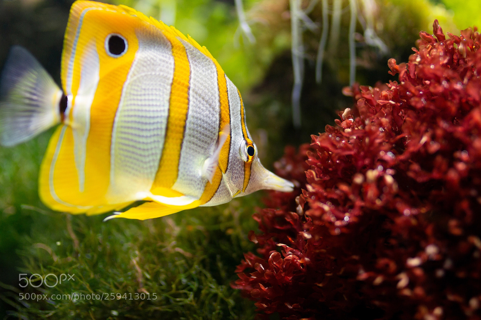 Canon EOS 700D (EOS Rebel T5i / EOS Kiss X7i) sample photo. Underwater photography