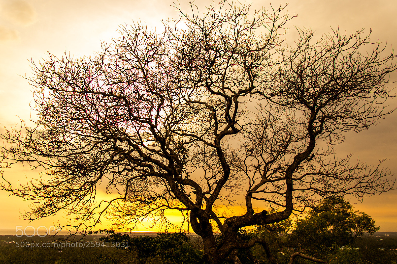 Canon EOS 7D Mark II sample photo. Sunset and the lonetree photography
