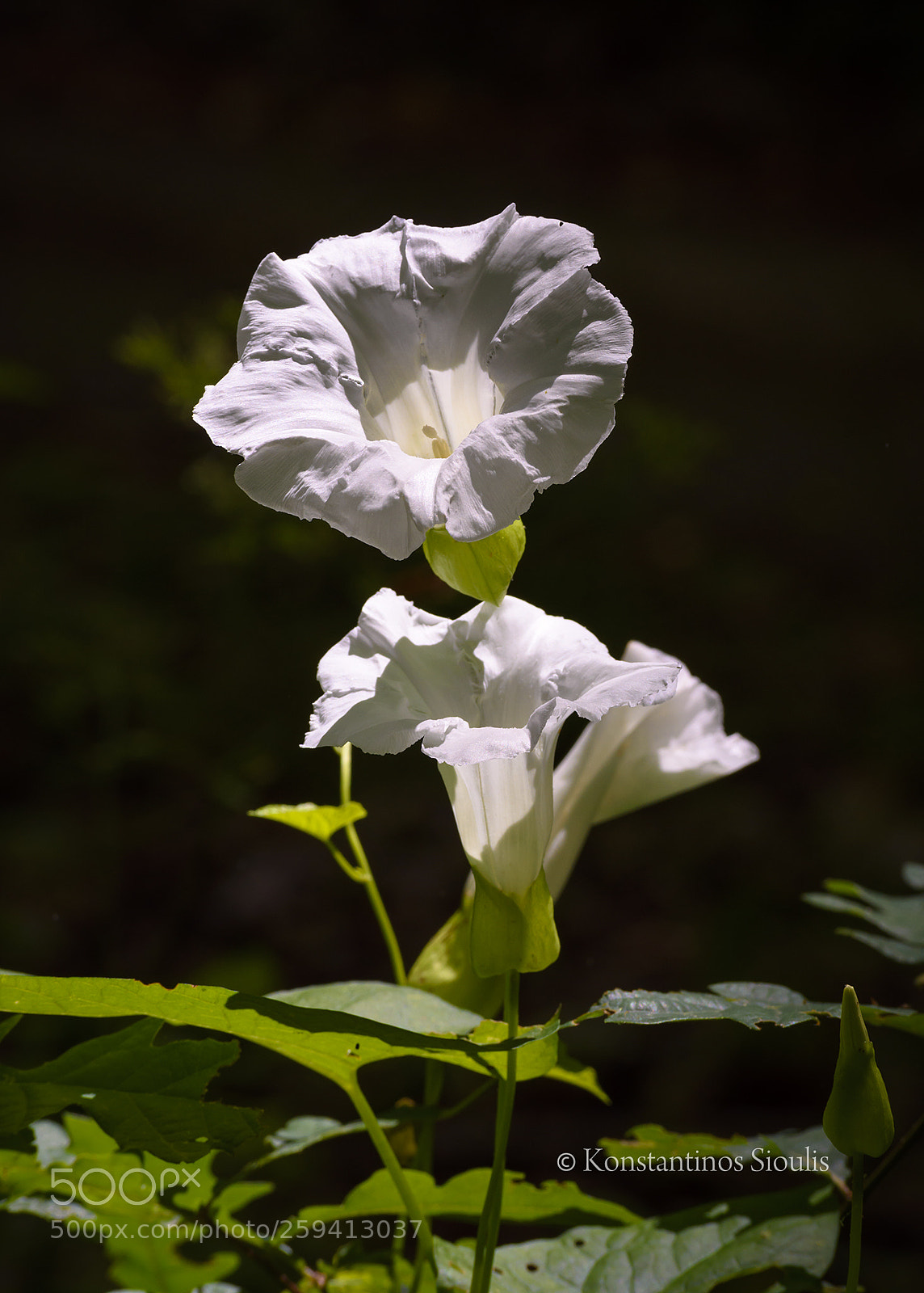 Nikon D7200 sample photo. Untitled photography