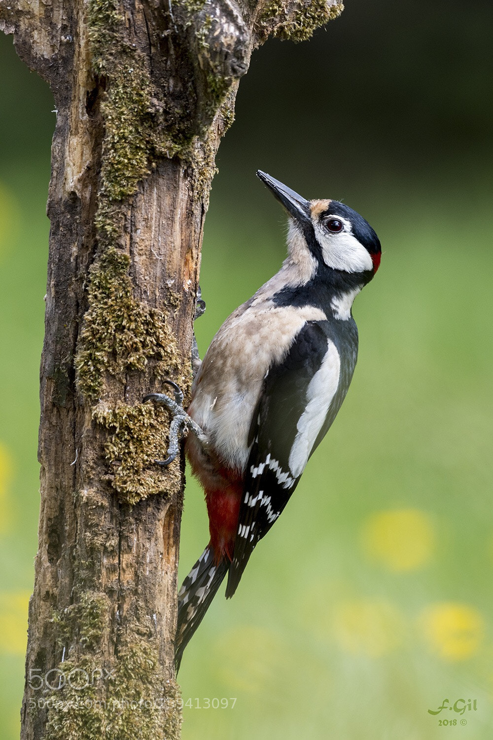 Nikon D500 sample photo. Great spotted woodpecker l photography