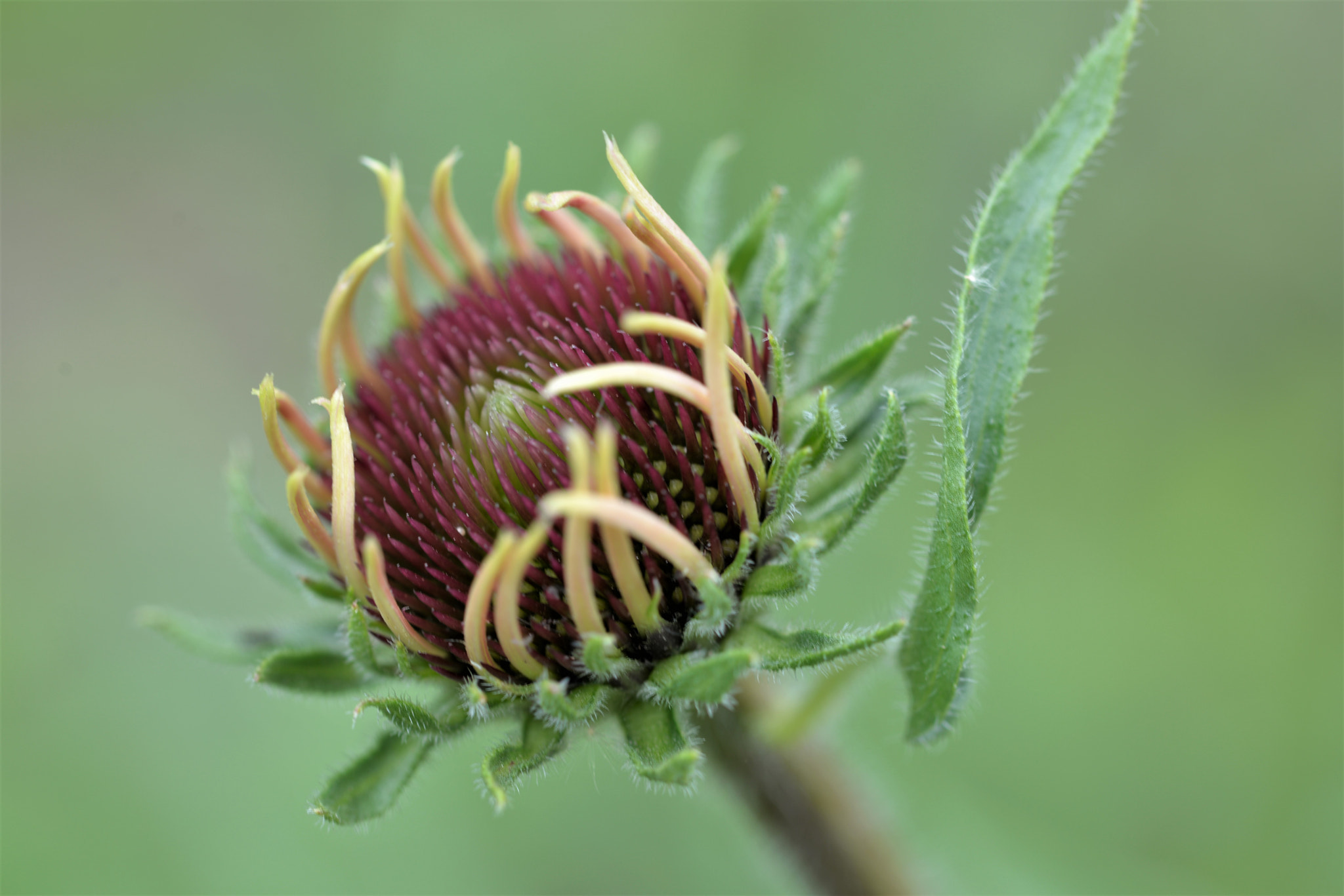 Sigma 105mm F2.8 EX DG OS HSM sample photo