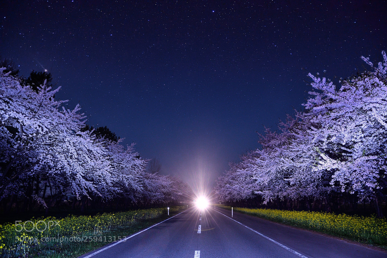 Nikon D500 sample photo. At evening cherry blossom photography