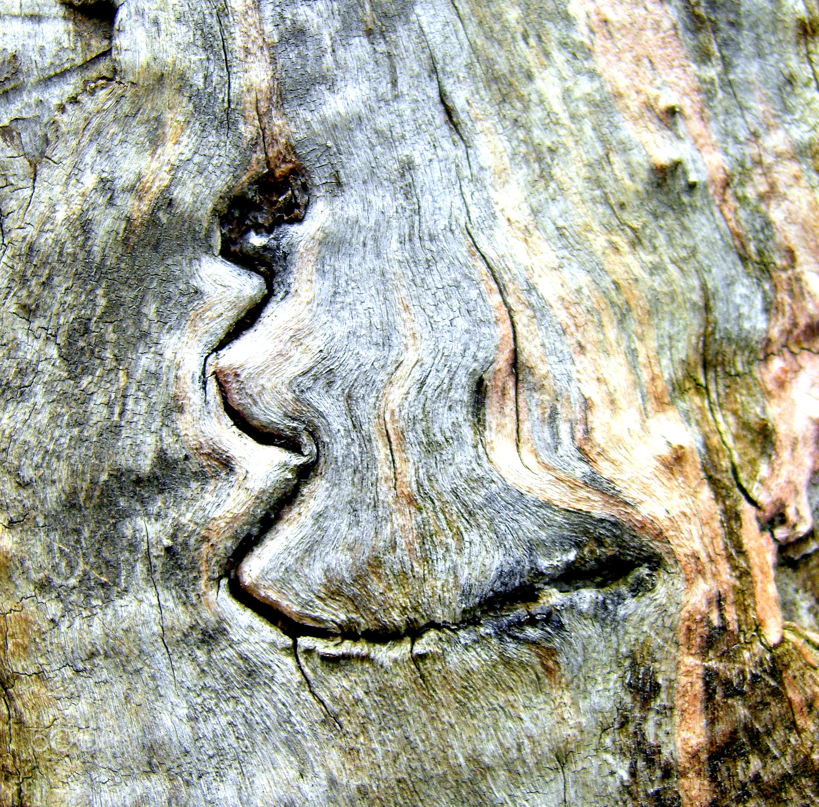 CASIO EX-Z1080 sample photo. Wooden expression (scrible) photography
