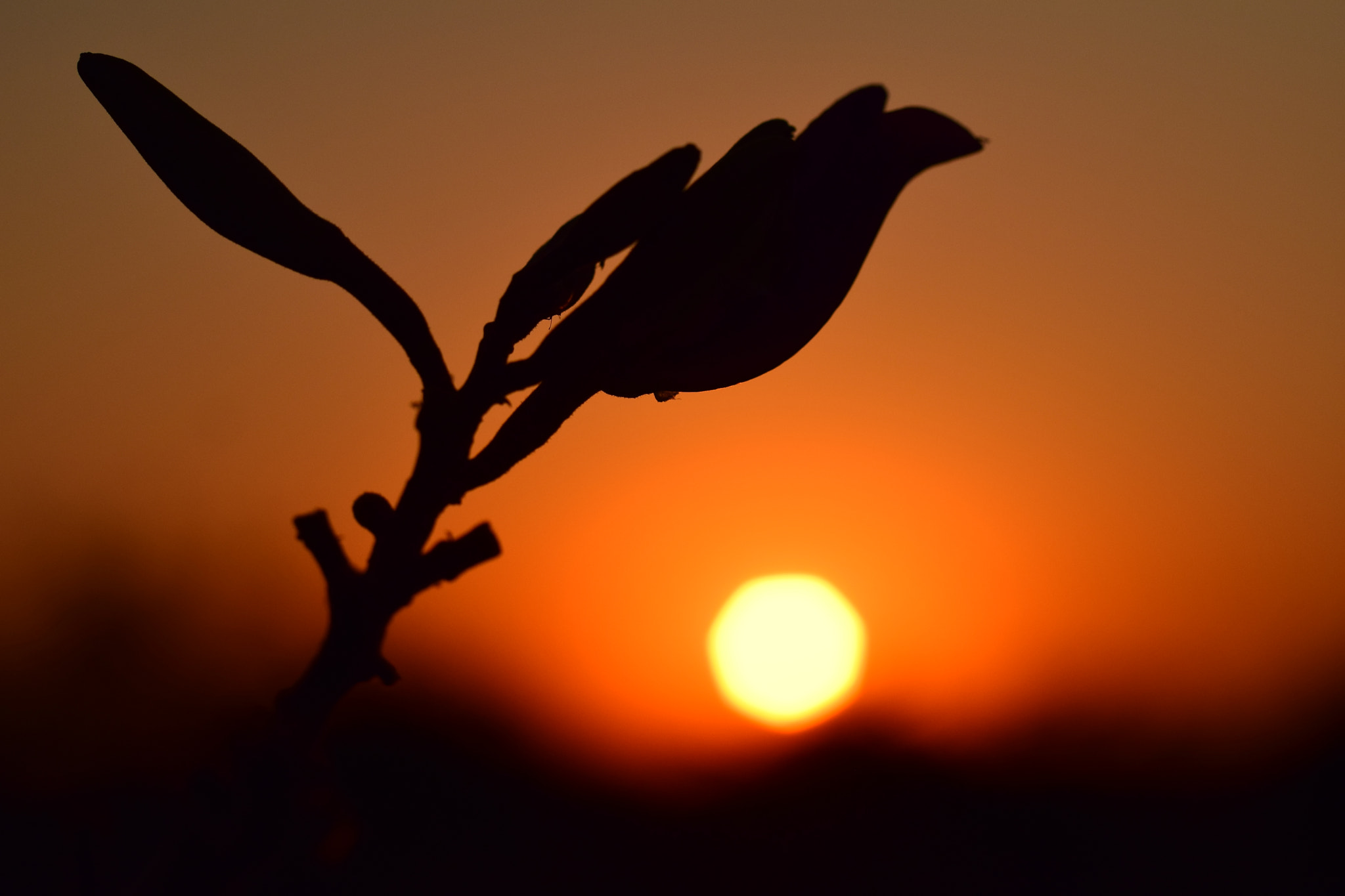 Nikon D5300 sample photo. Sundown photography