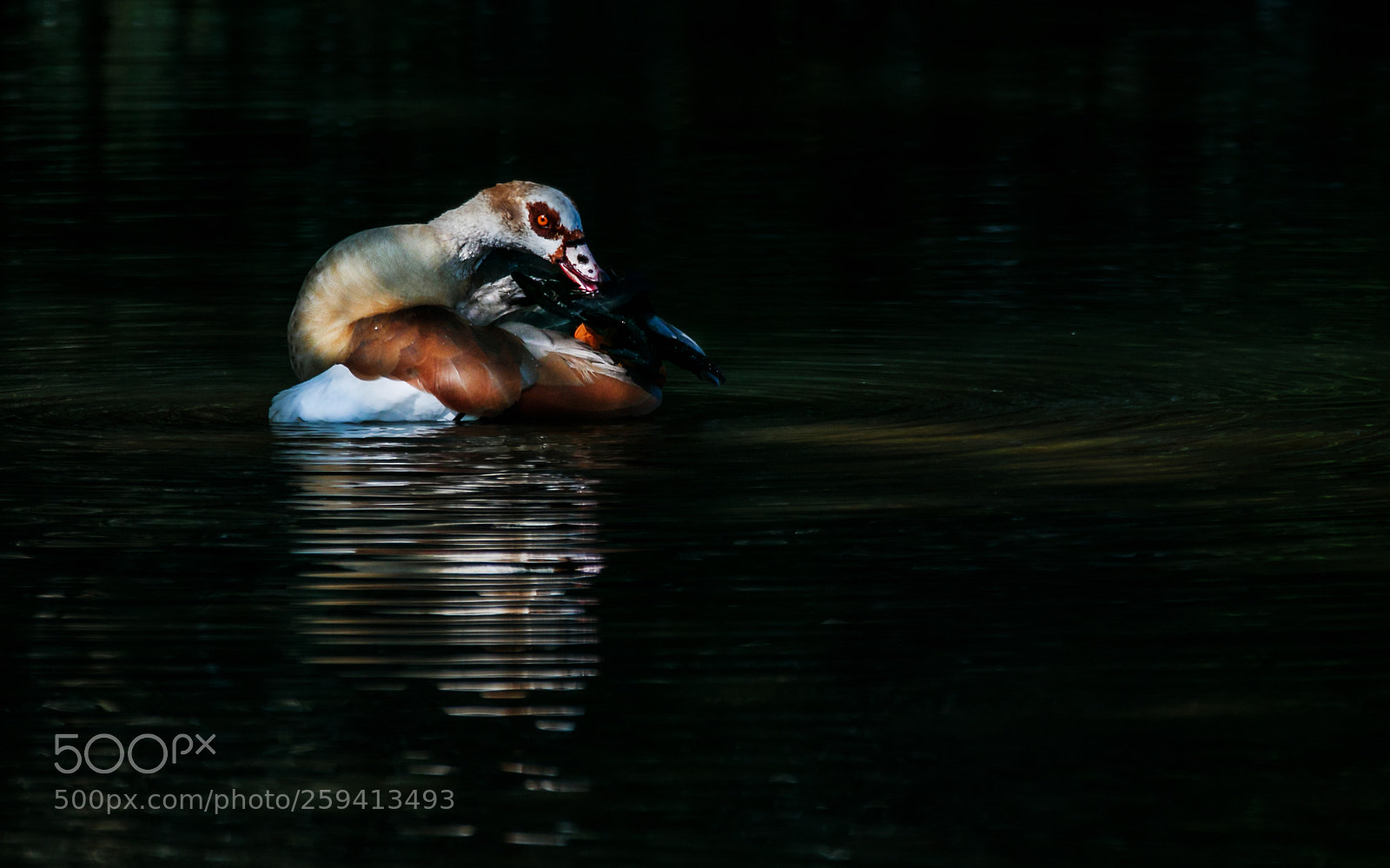 Canon EOS 7D Mark II sample photo. Preening photography