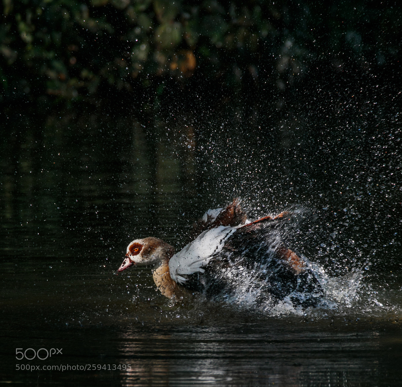 Canon EOS 7D Mark II sample photo. Splish-splash photography