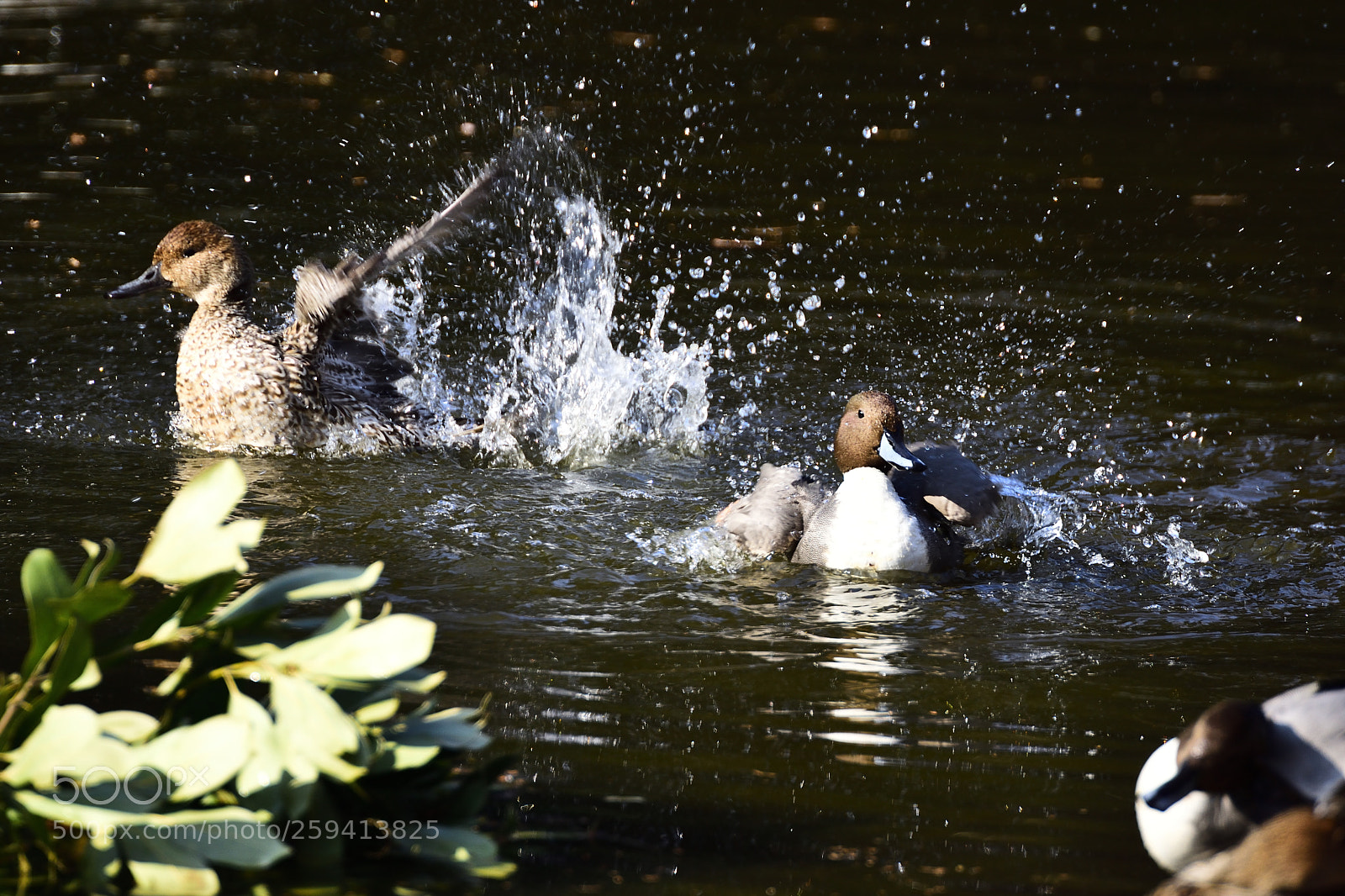 Nikon D7200 sample photo. Twins photography