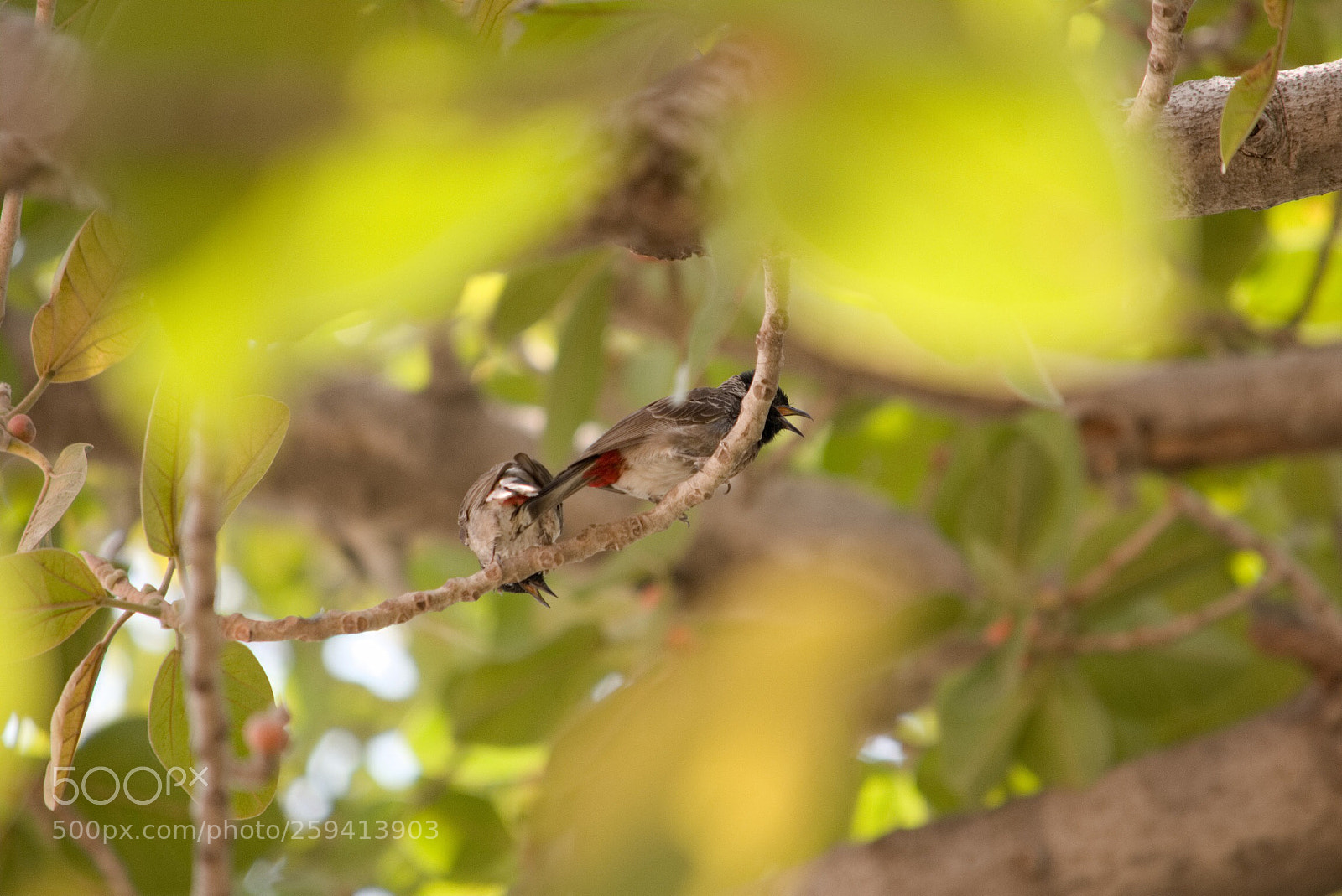 Nikon D3400 sample photo. Theswing photography