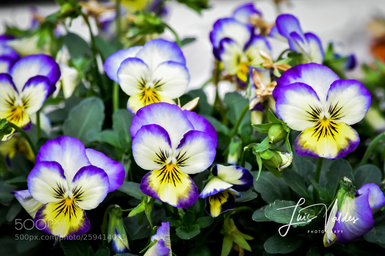Nikon D7200 sample photo. Garden photography