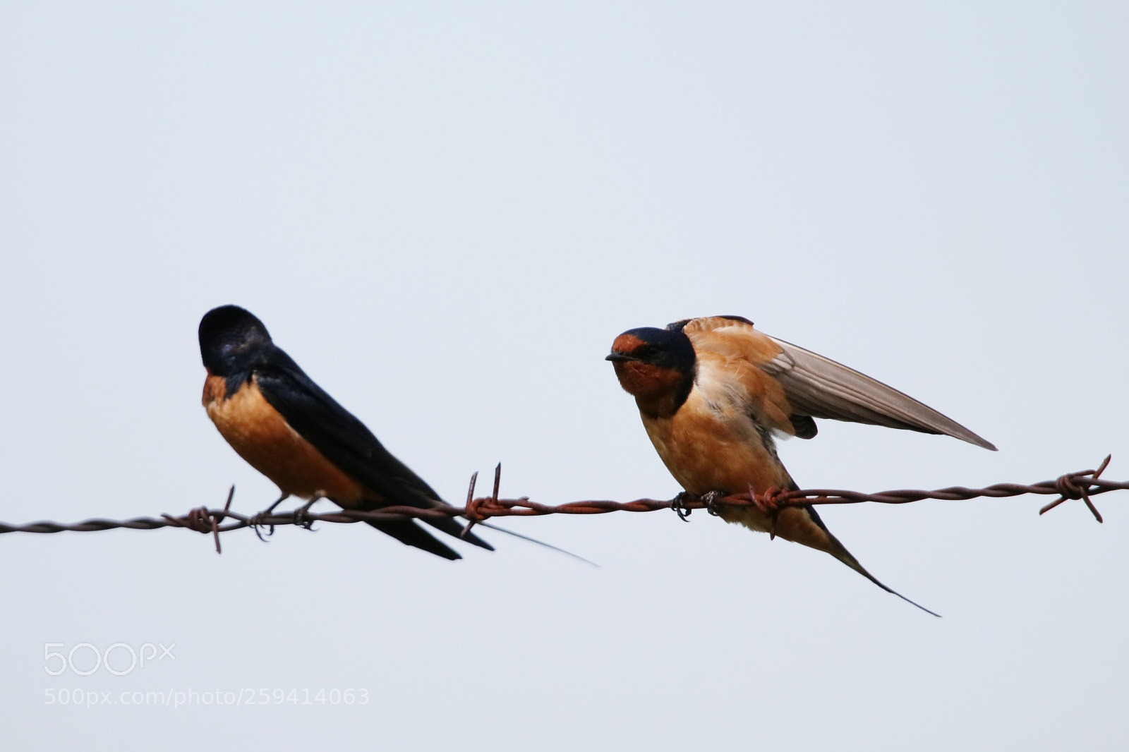 Canon EOS 80D sample photo. Barn swallows photography