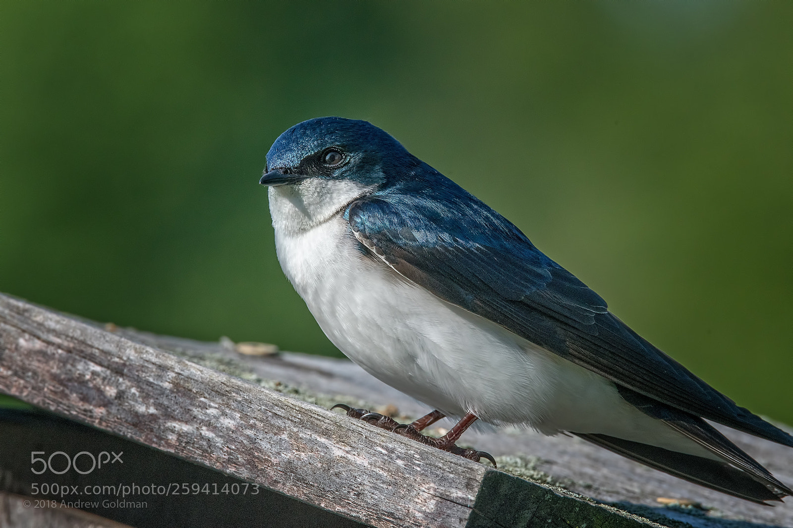 Nikon D500 sample photo. The look (tree swallow) photography