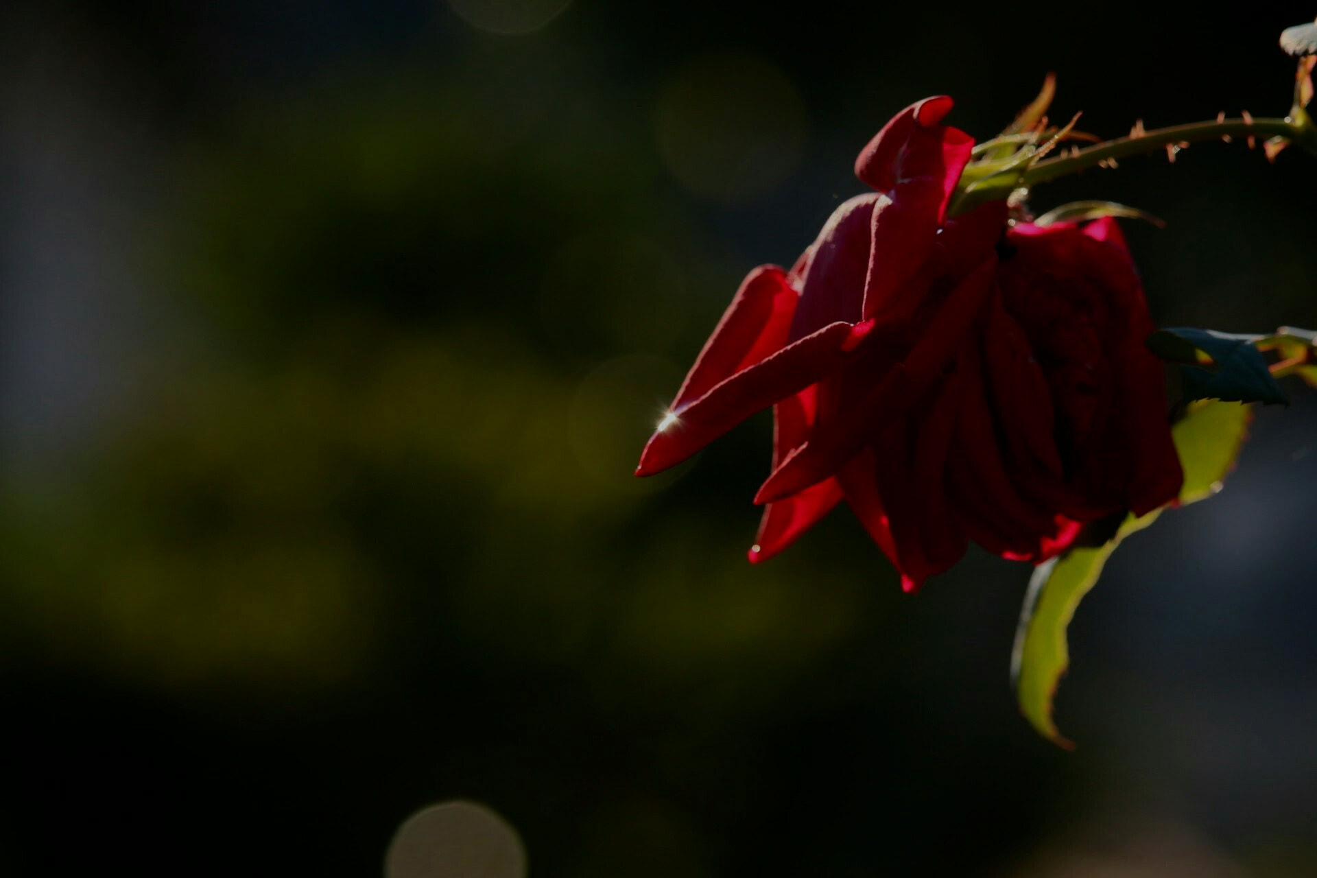 Canon EOS 70D sample photo. Drop of rose photography