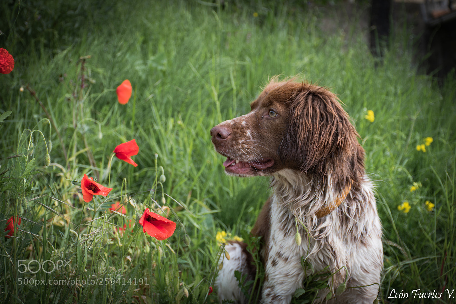 Nikon D7500 sample photo. Temis and the poppies photography