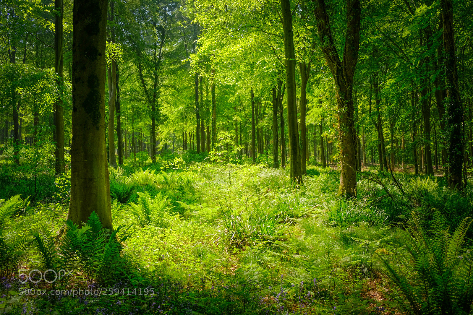 Fujifilm X-T20 sample photo. Sunlit glade photography