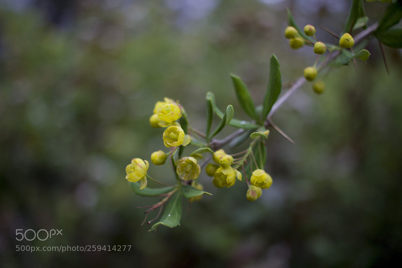 Canon EOS 600D (Rebel EOS T3i / EOS Kiss X5) sample photo. Little flowers photography