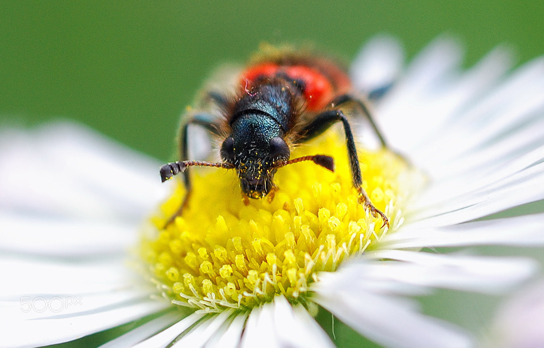 Nikon D80 + Nikon AF Micro-Nikkor 60mm F2.8D sample photo. Trichodes apiarius photography