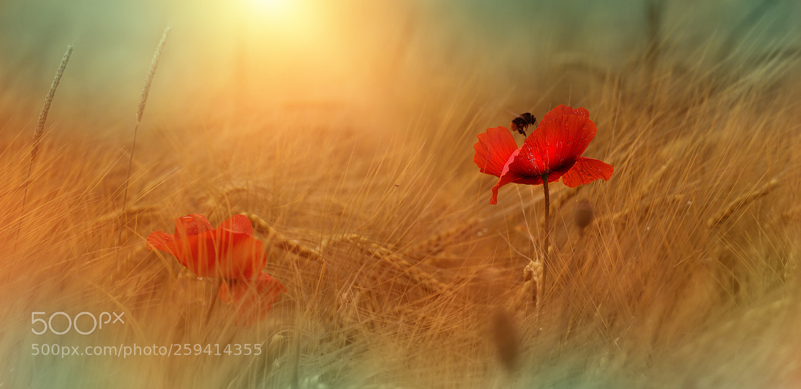 Nikon D800E sample photo. The sommer comes :-)! photography