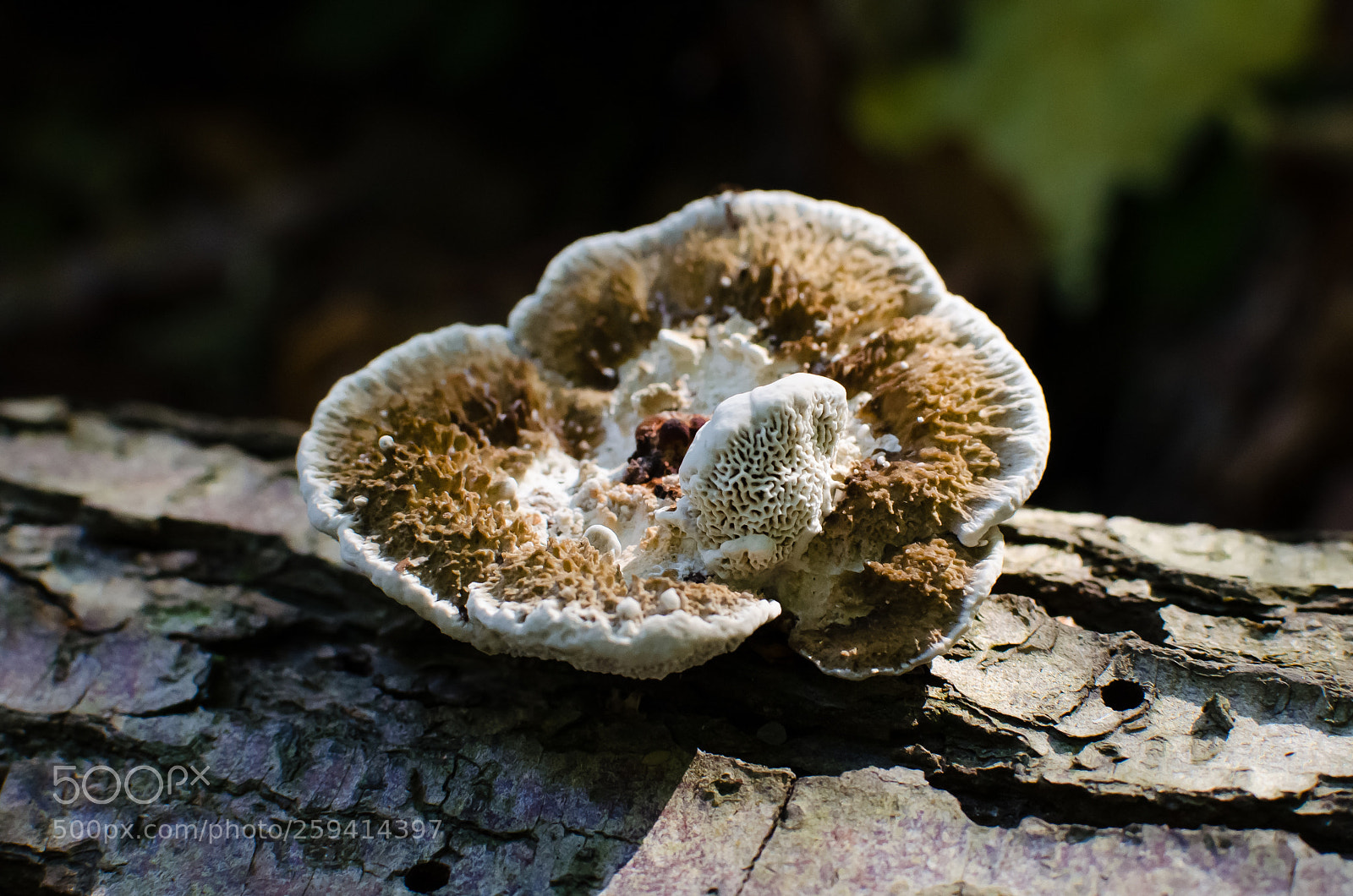 Nikon D5100 sample photo. Fungus, blean woods, canterbury 141017 photography