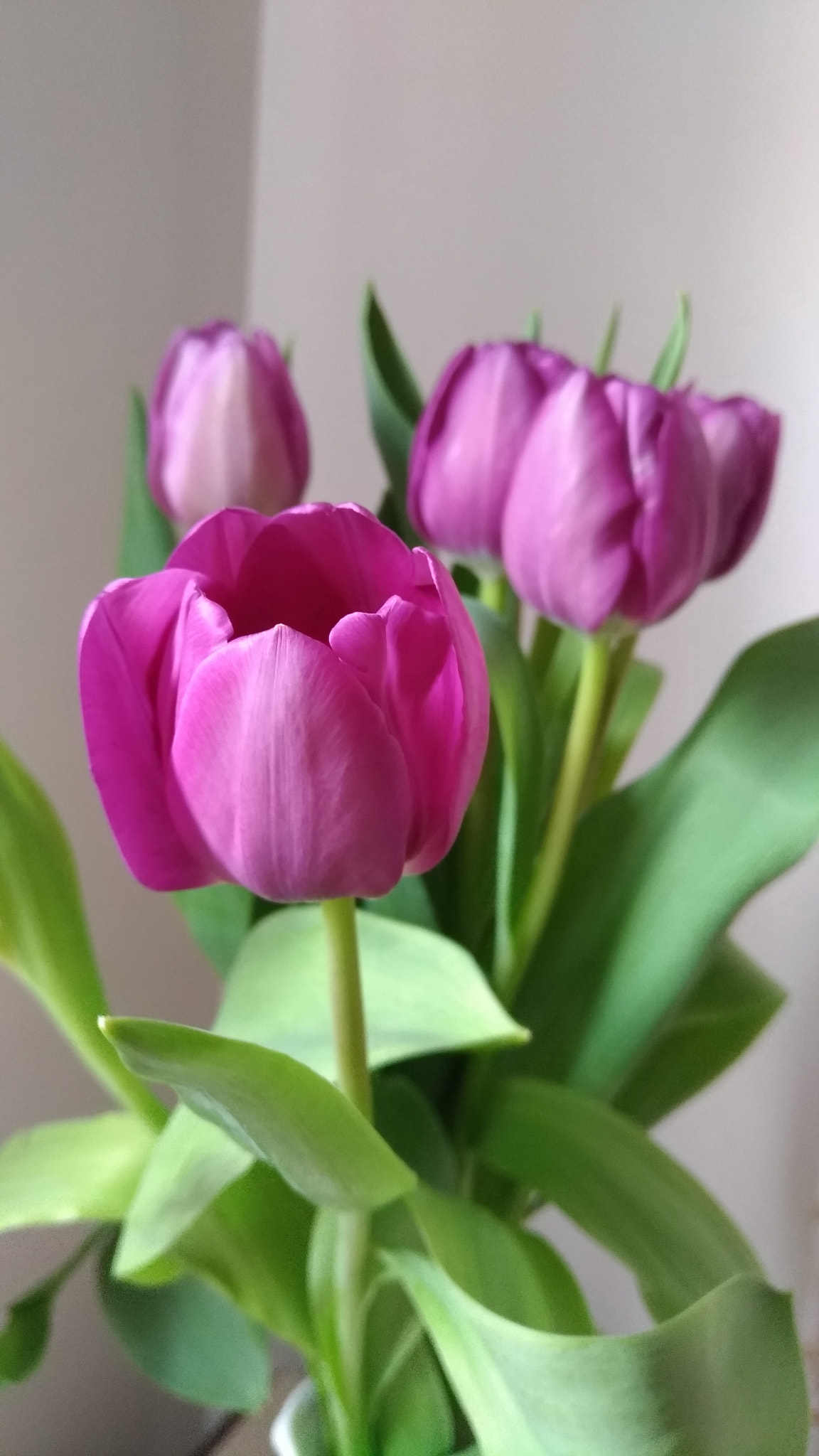 ASUS ZenFone 3 (ZE520KL) sample photo. Tulips photography