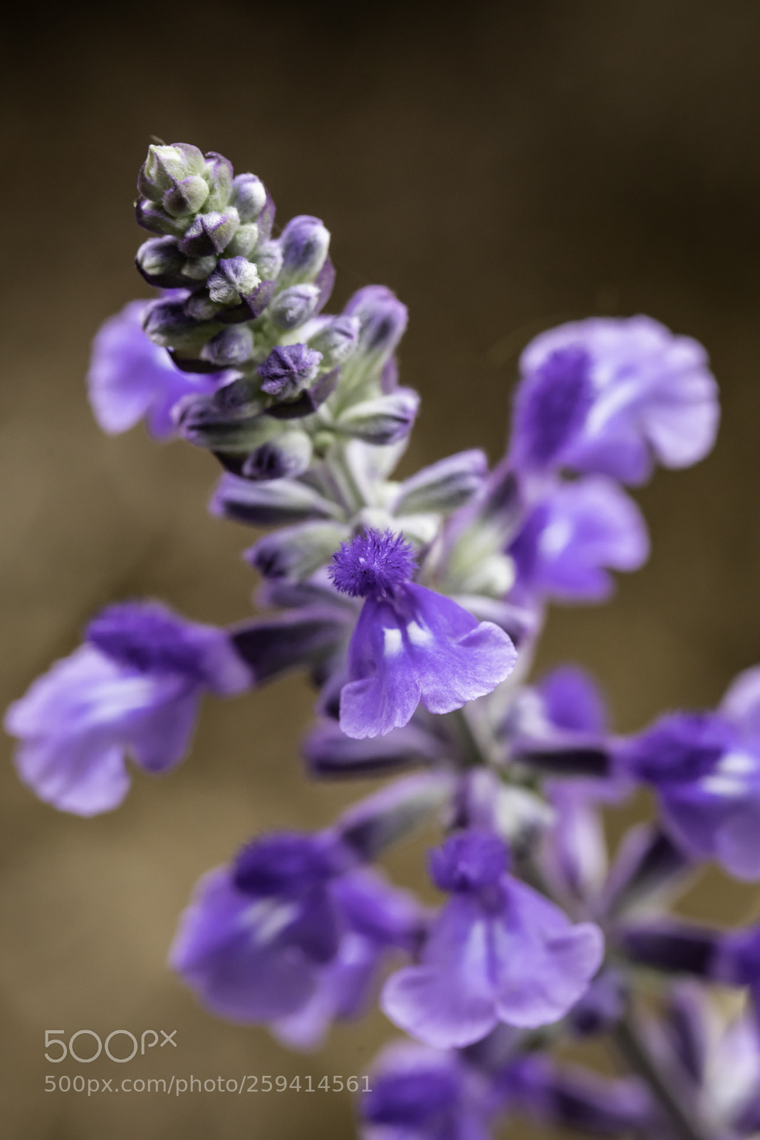 Canon EOS 5D Mark IV sample photo. Purple photography