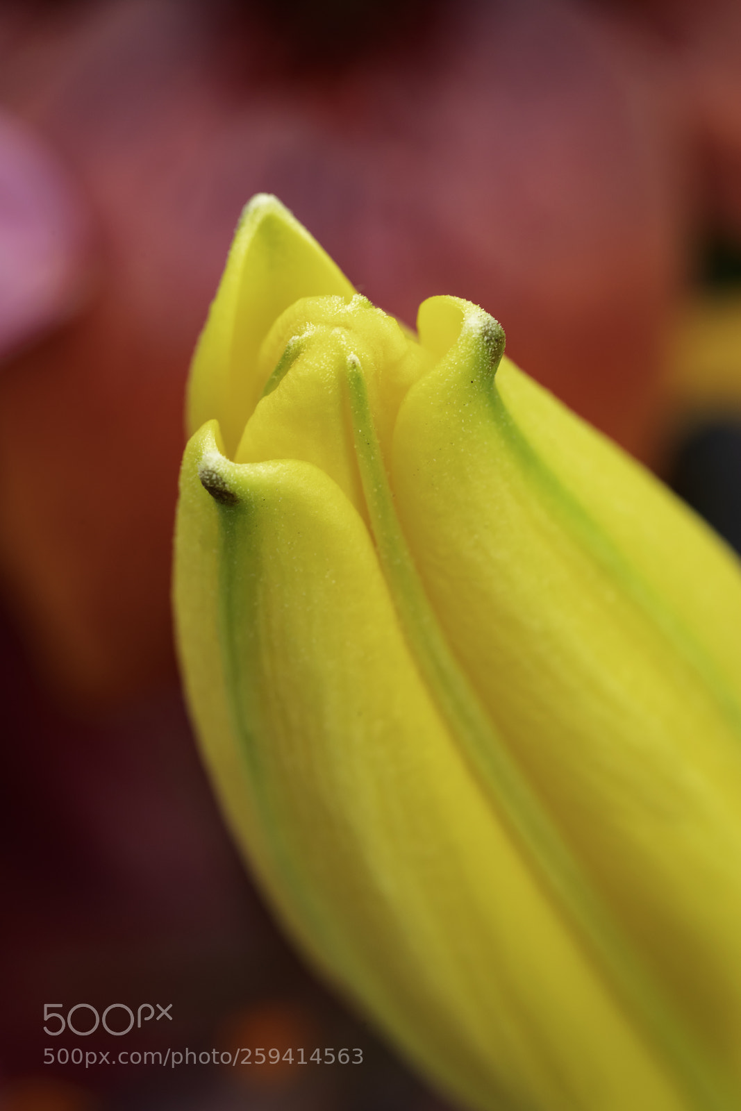 Canon EOS 5D Mark IV sample photo. Lily kiss photography