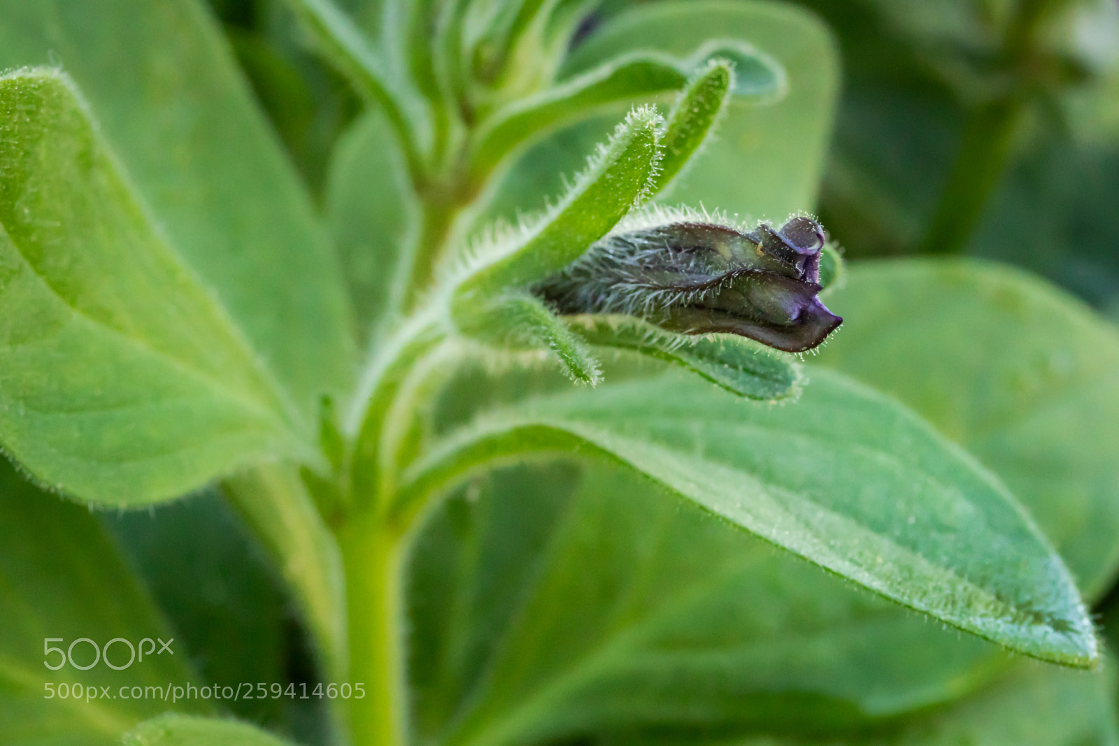 Canon EOS 5D Mark IV sample photo. Wait for it... petunia photography