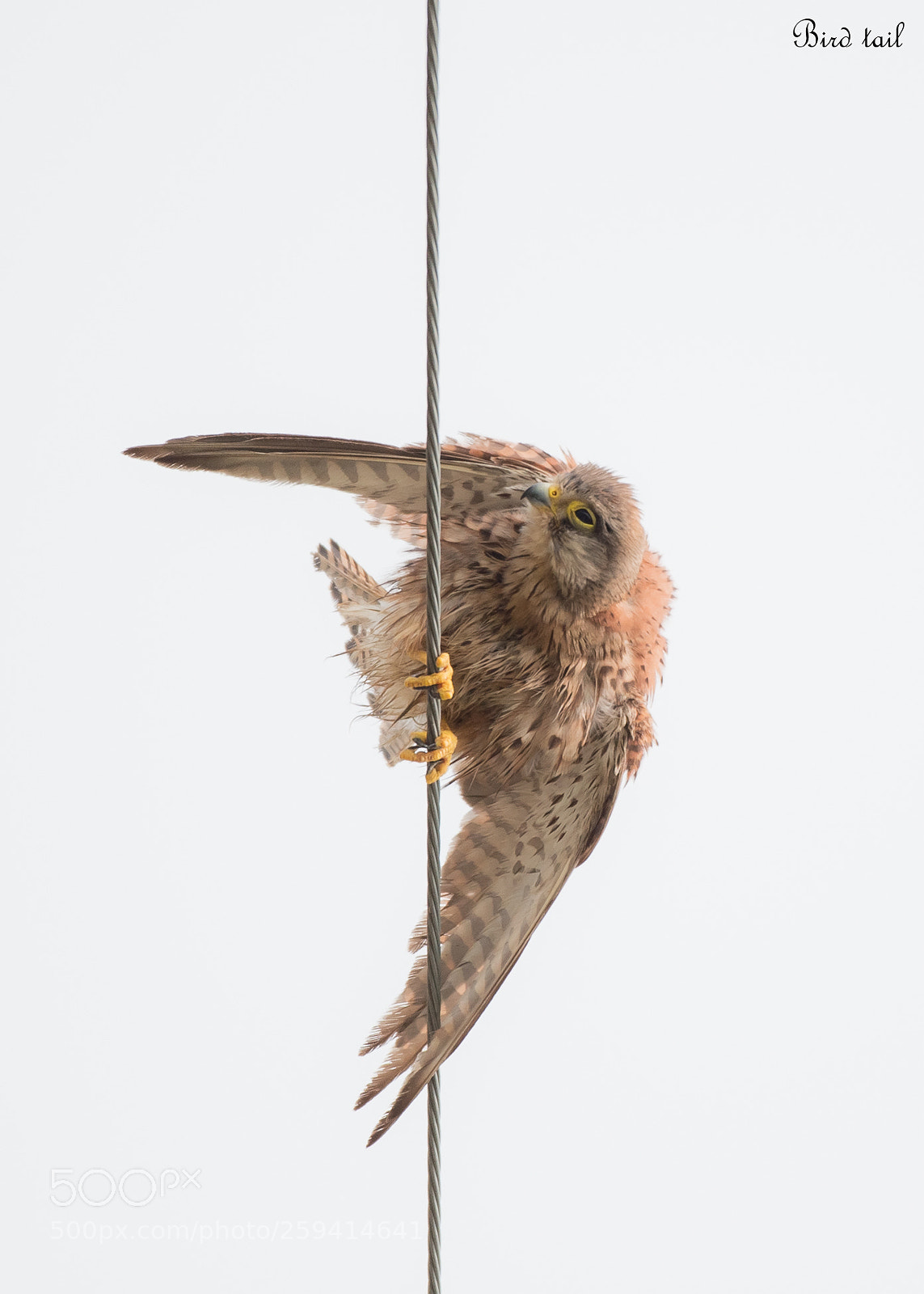 Nikon D4S sample photo. Common kestrel female in photography