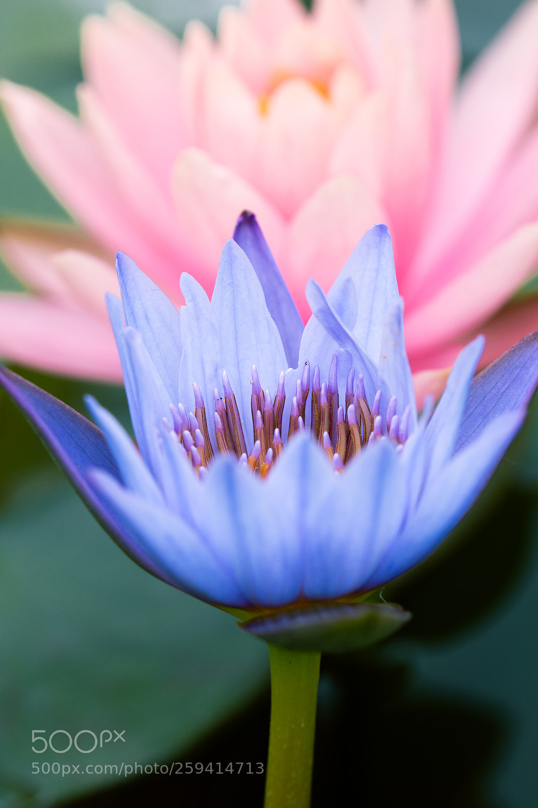 Nikon D7200 sample photo. 睡莲 photography