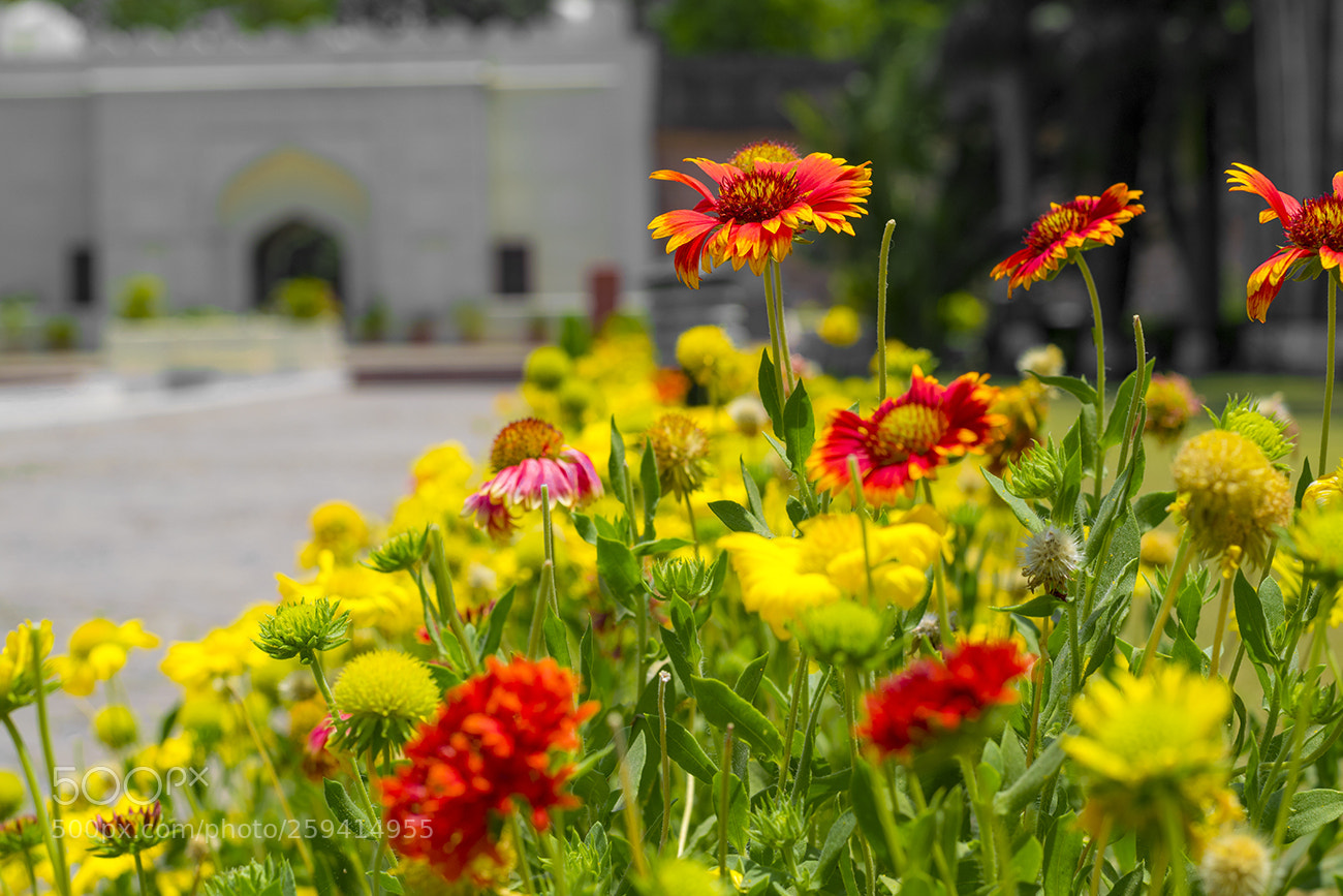 Nikon D5300 sample photo. A random click photography