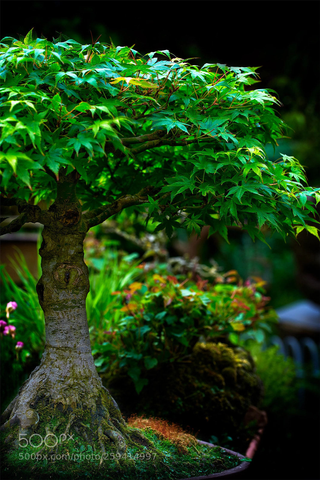 Nikon D750 sample photo. Bonsai photography