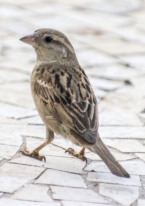 Nikon D5300 sample photo. House sparrow!!! photography
