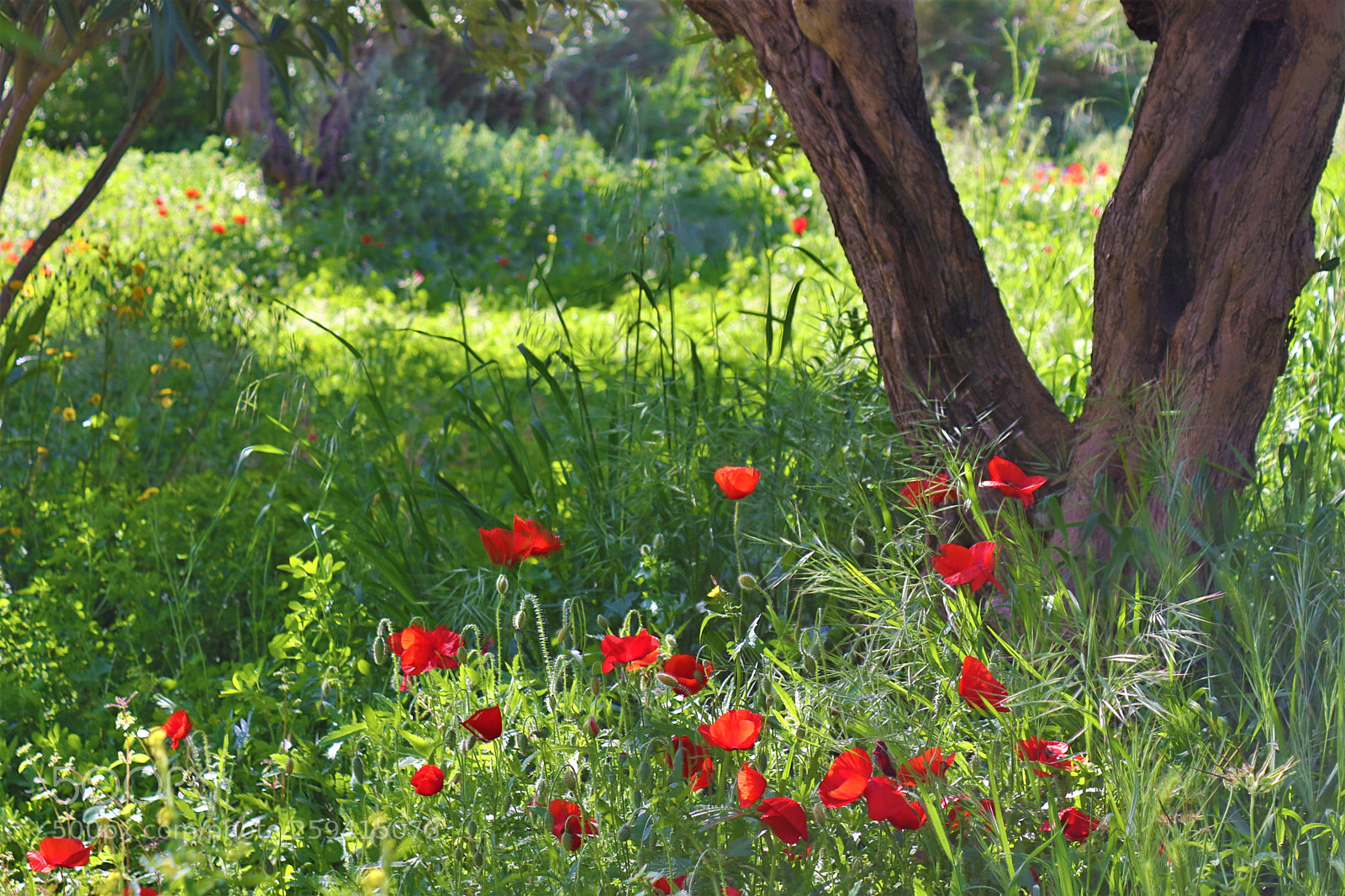 Canon EOS 200D (EOS Rebel SL2 / EOS Kiss X9) sample photo. The field in spring photography
