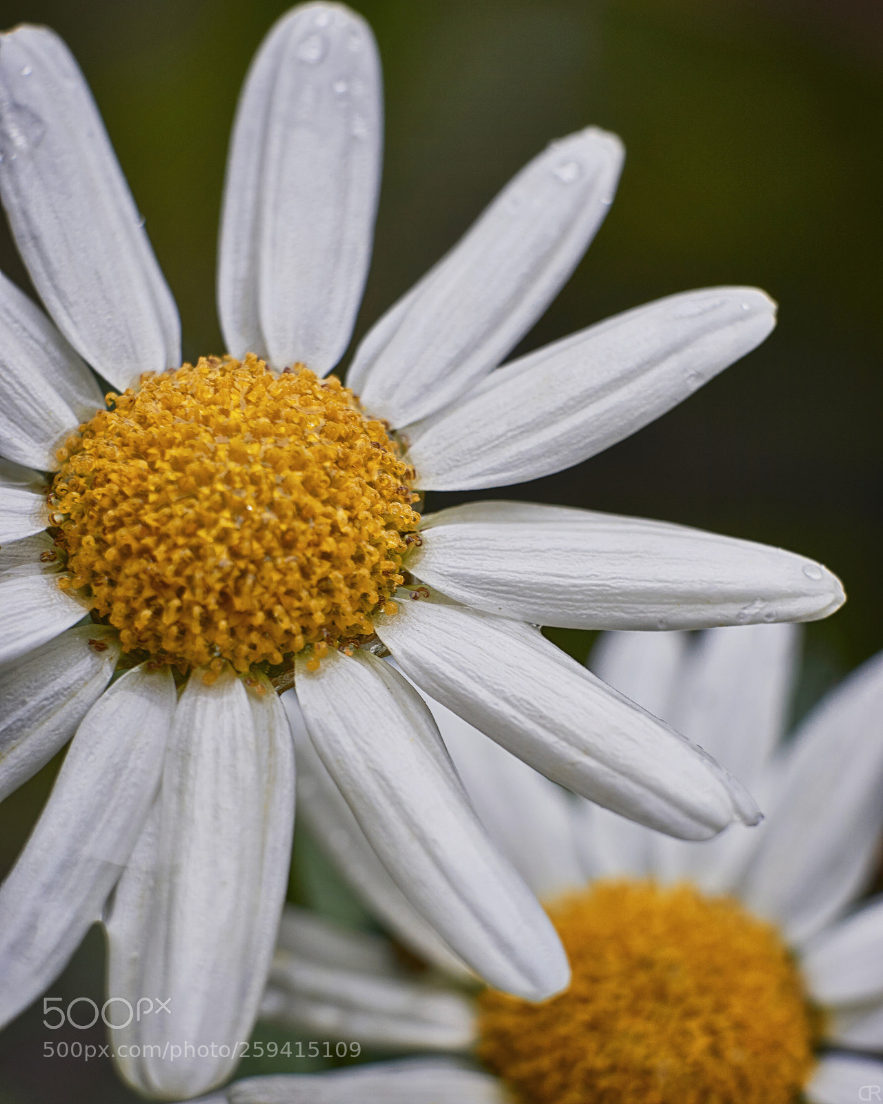 Sony a6000 sample photo. Die sch nheit der photography
