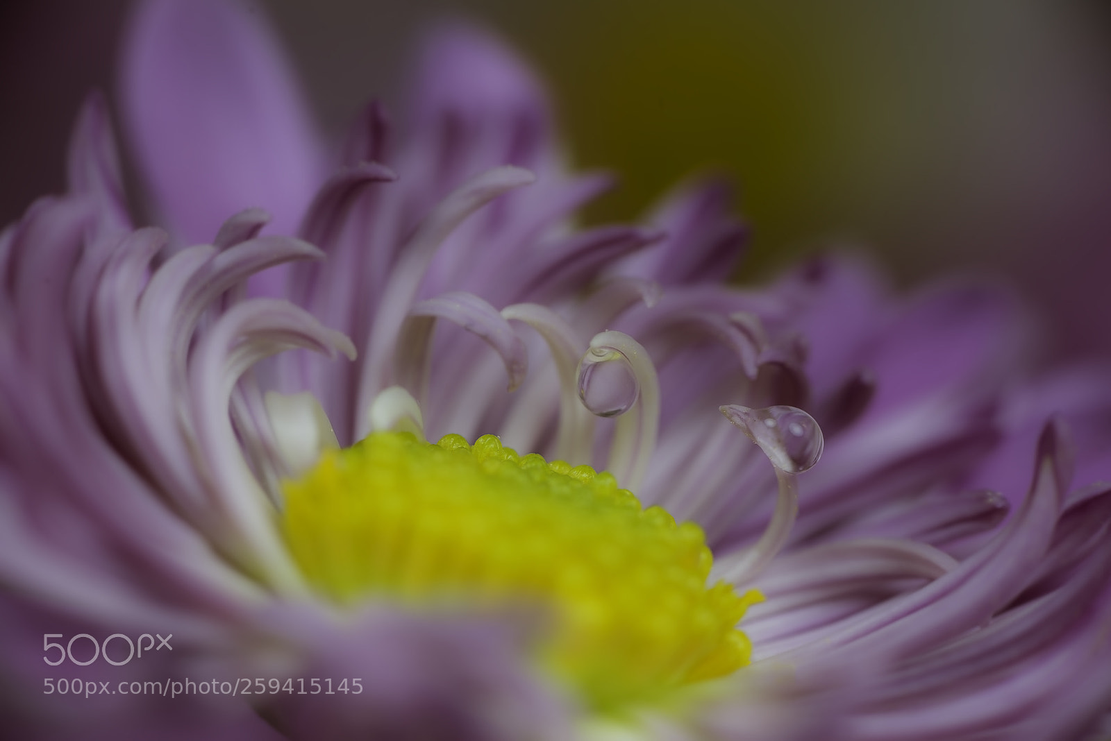 Nikon D810 sample photo. Flower and water drops photography