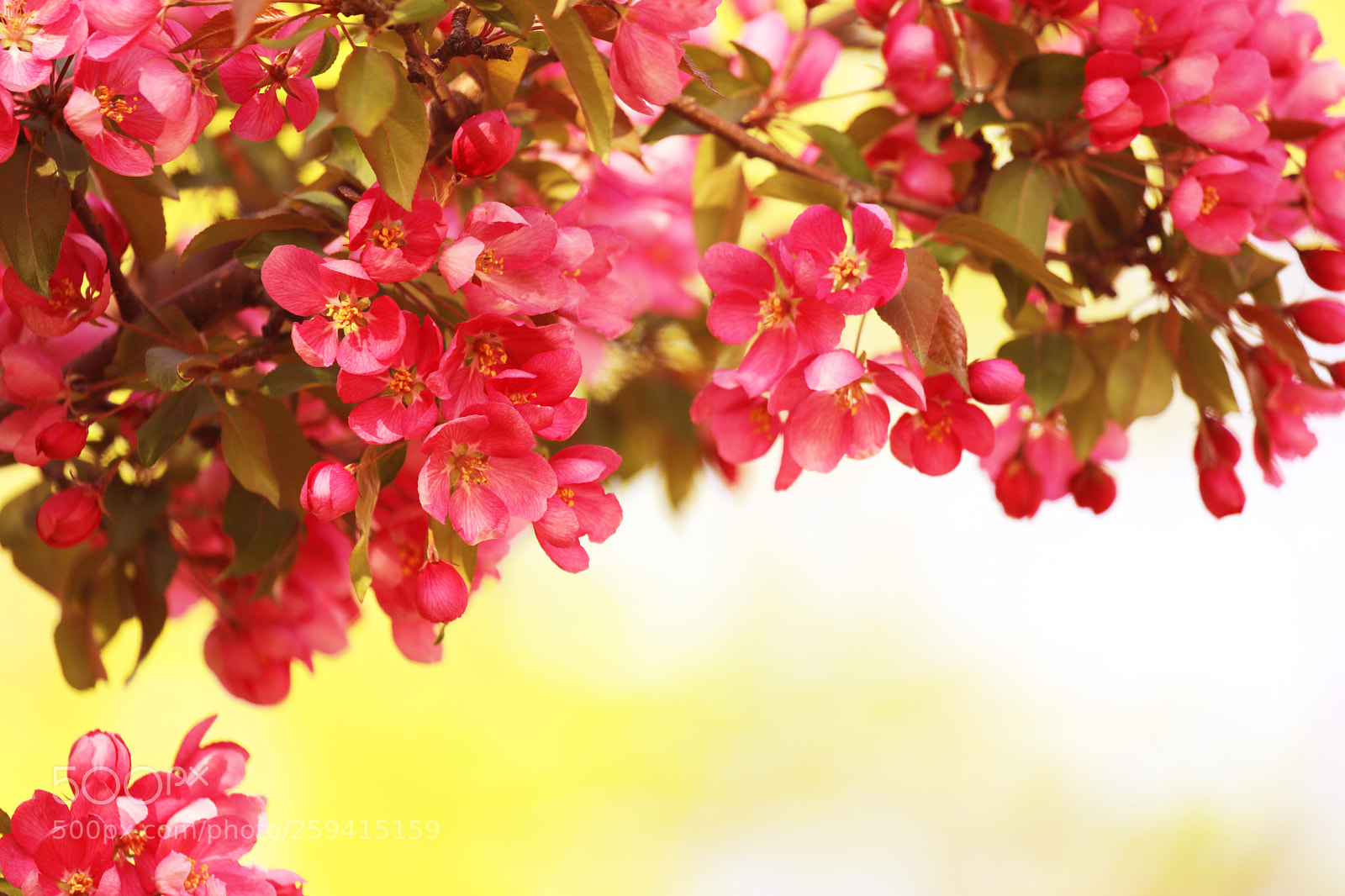 Canon EOS 5D Mark IV sample photo. Blooming tree photography