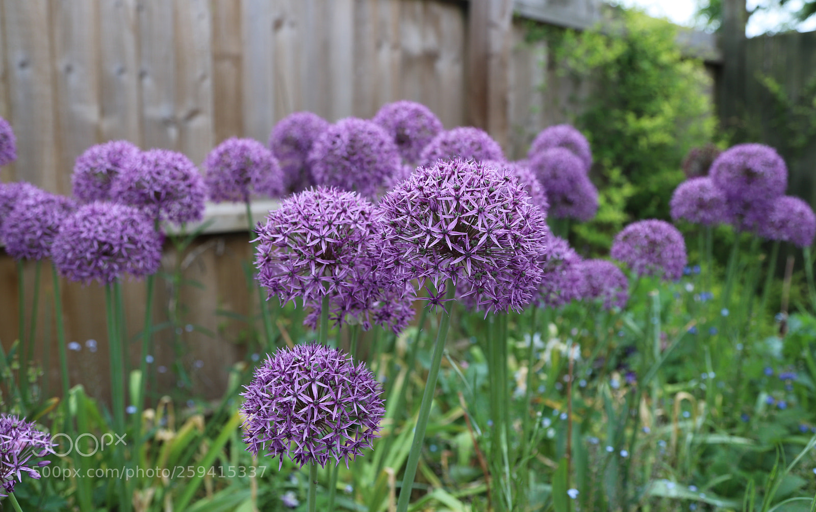 Canon EOS 6D Mark II sample photo. Flowers in the garden photography