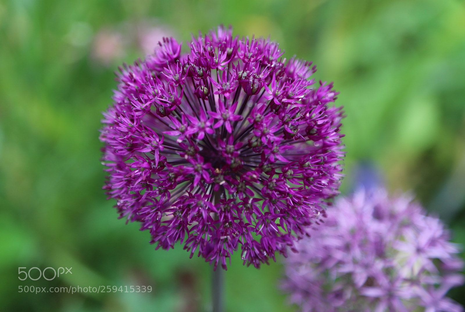 Canon EOS 6D Mark II sample photo. Flowers in the garden photography