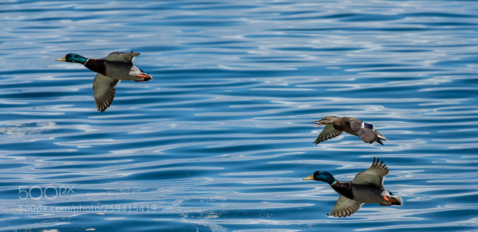 Canon EOS 5D Mark IV sample photo. Group flight photography