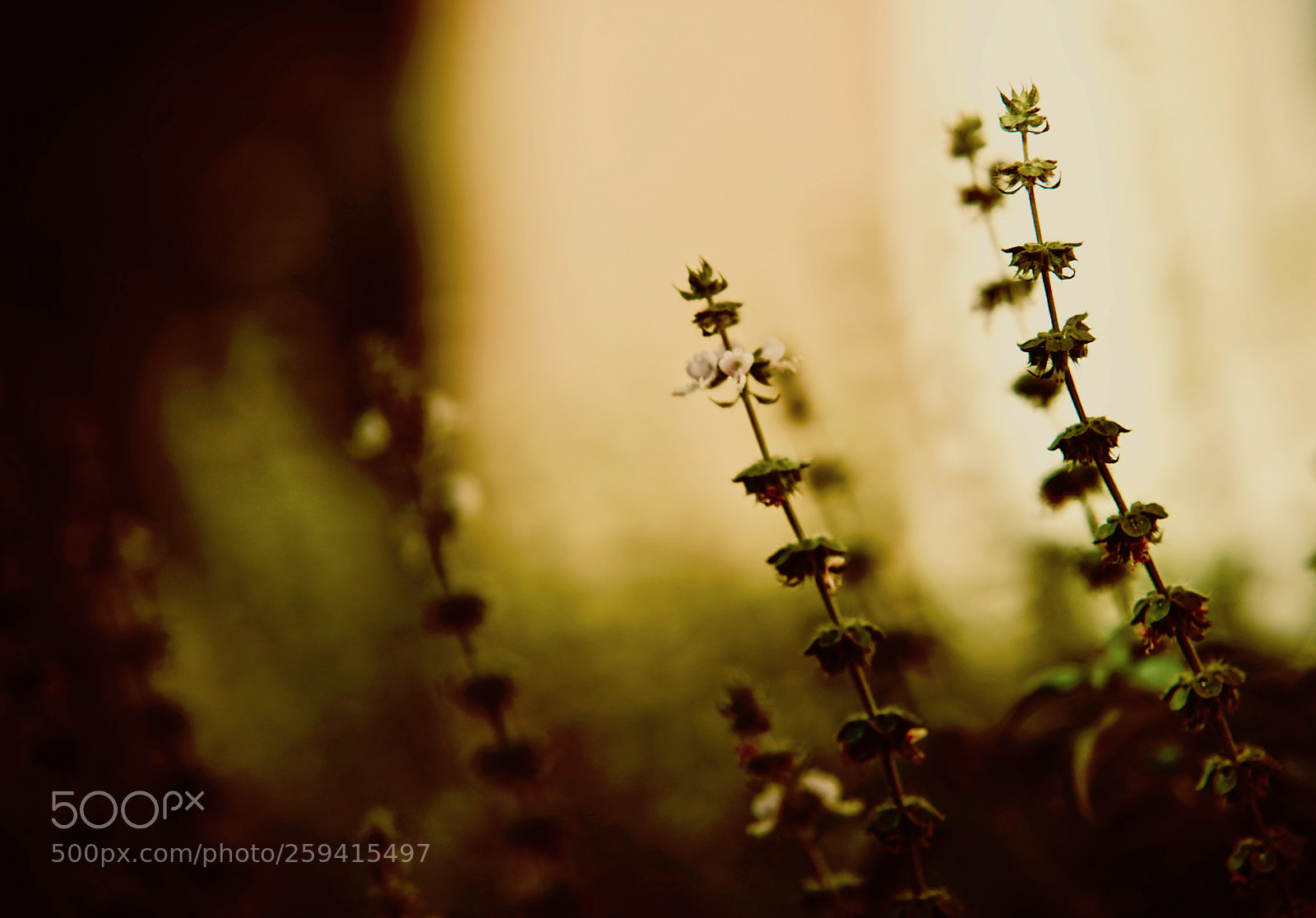 Sony a7 III sample photo. Herbs photography
