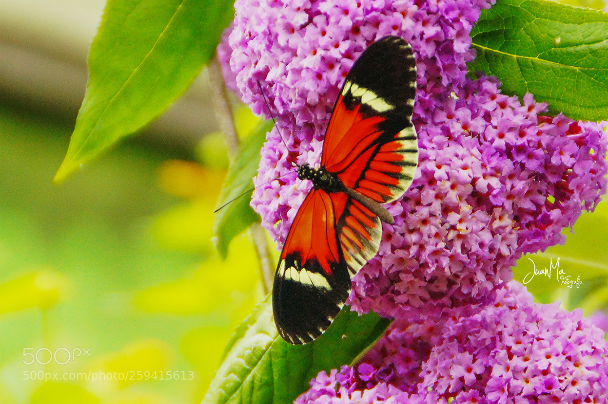 Sony SLT-A58 sample photo. La bella & la flor: photography