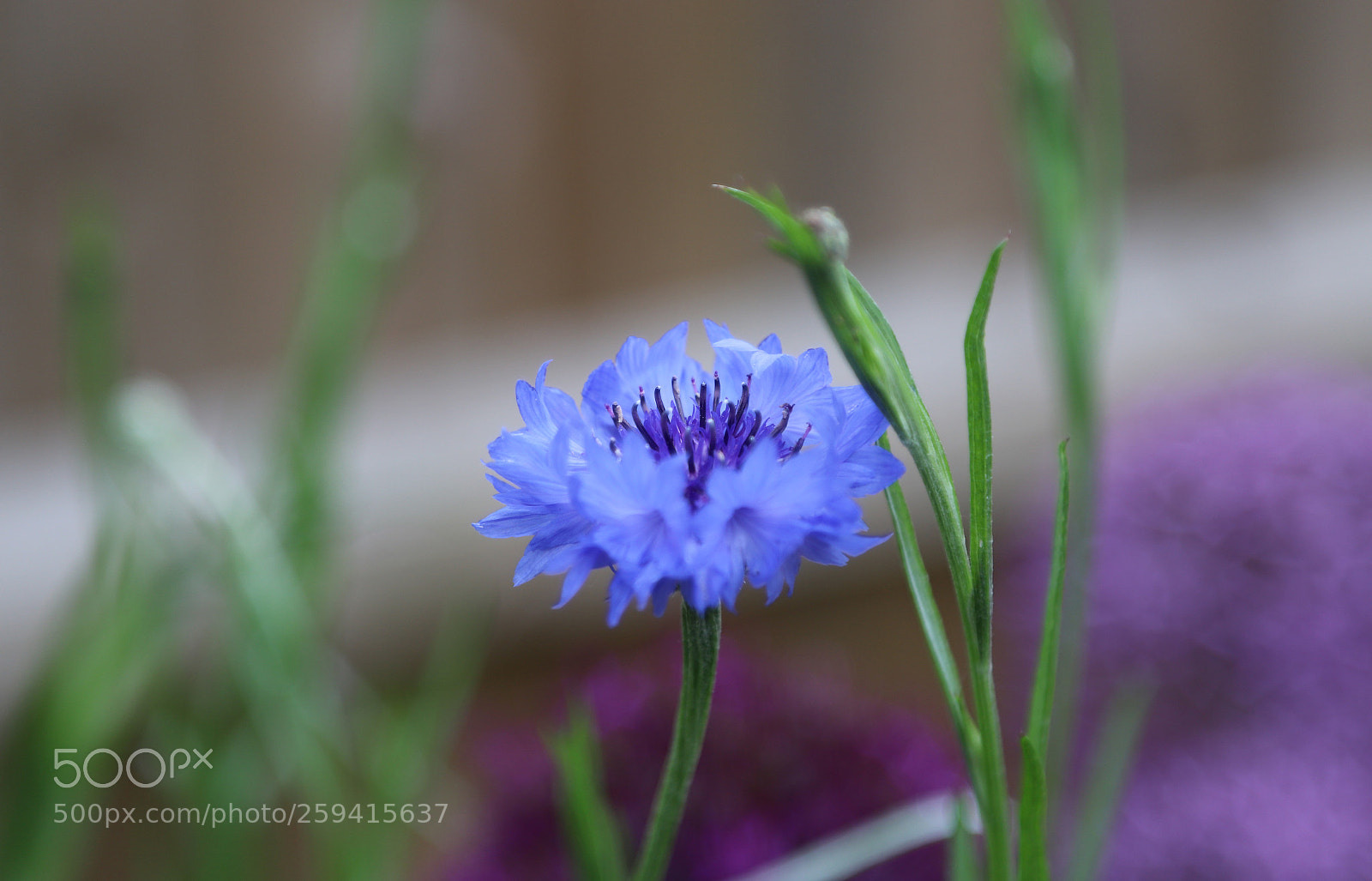 Canon EOS 6D Mark II sample photo. Flowers in the garden photography