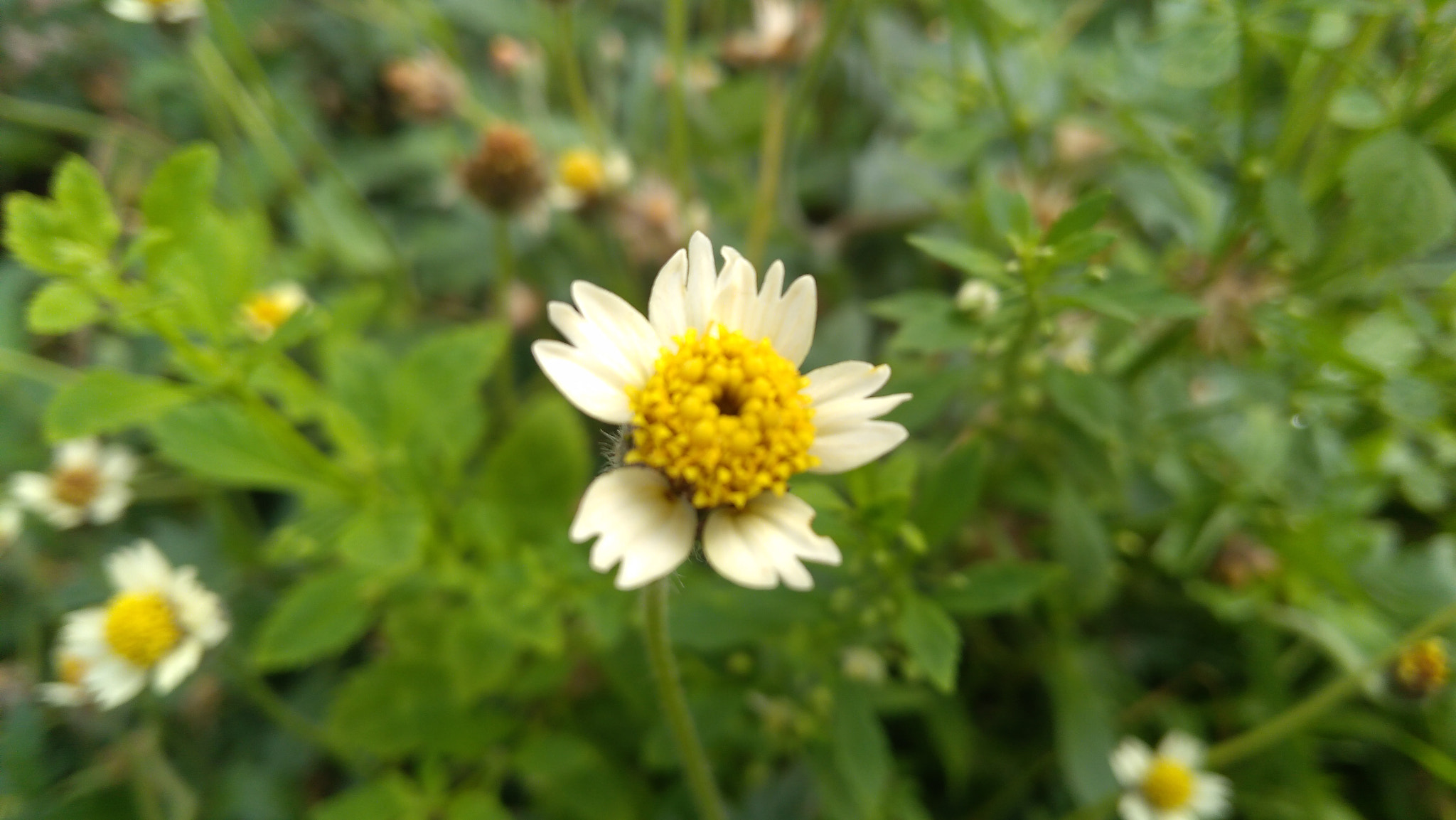 Lenovo K6 NOTE sample photo. Flower#m photography