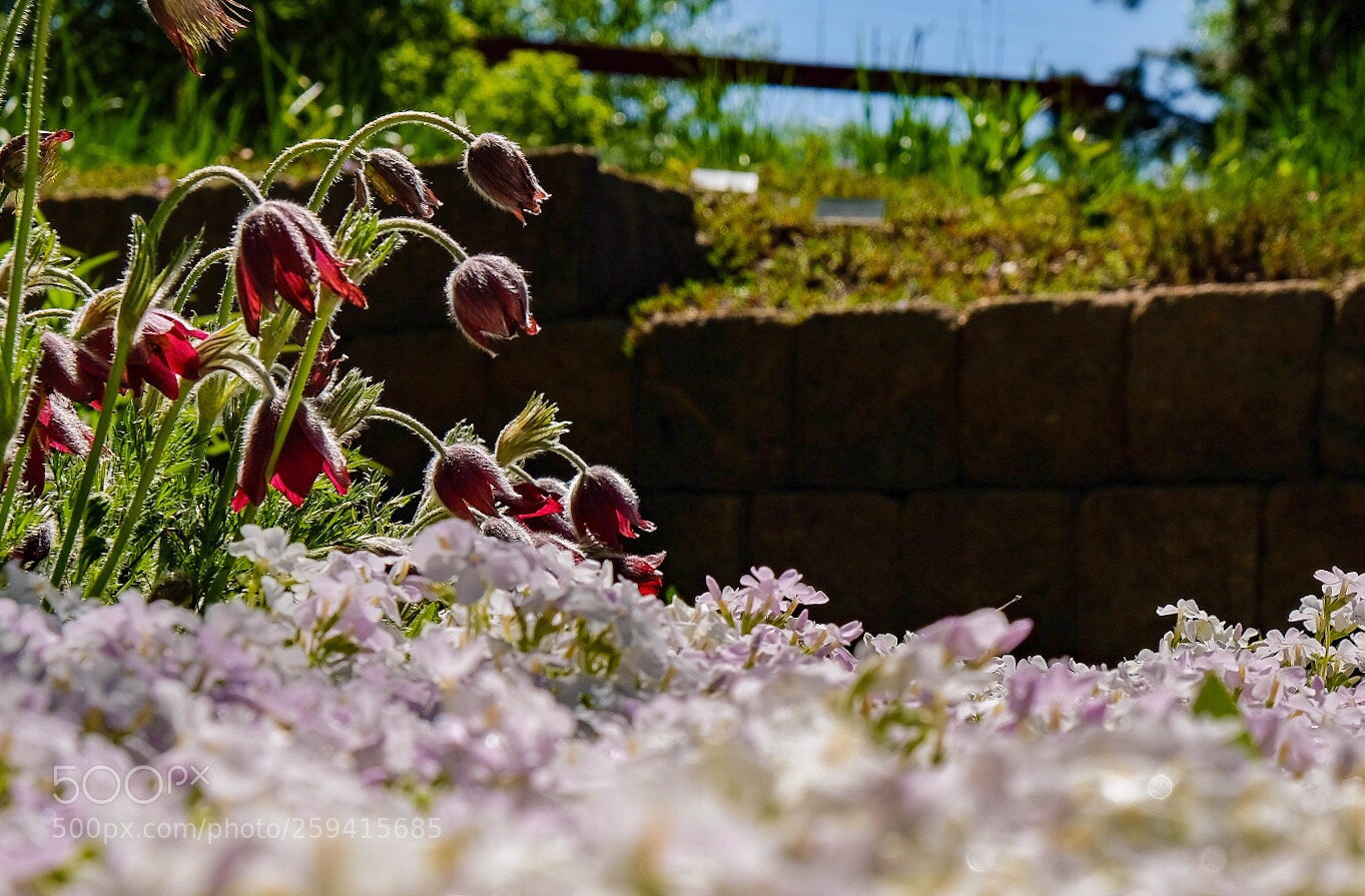 Fujifilm X-H1 sample photo. Flowers, steamboat springs,co  photography